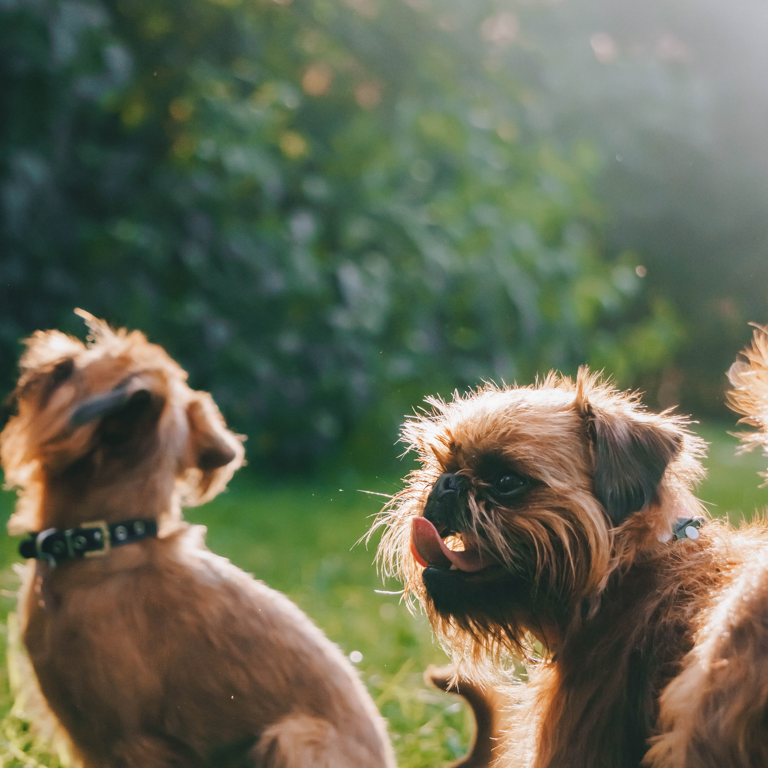 Мини-туса гриффоны и брабансоны