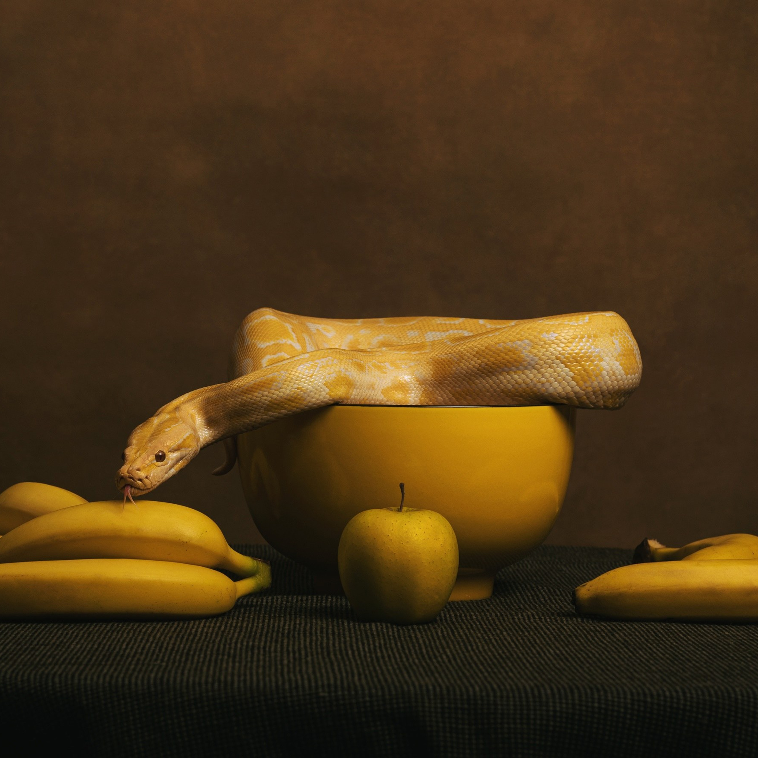 Змеи/питон/удав