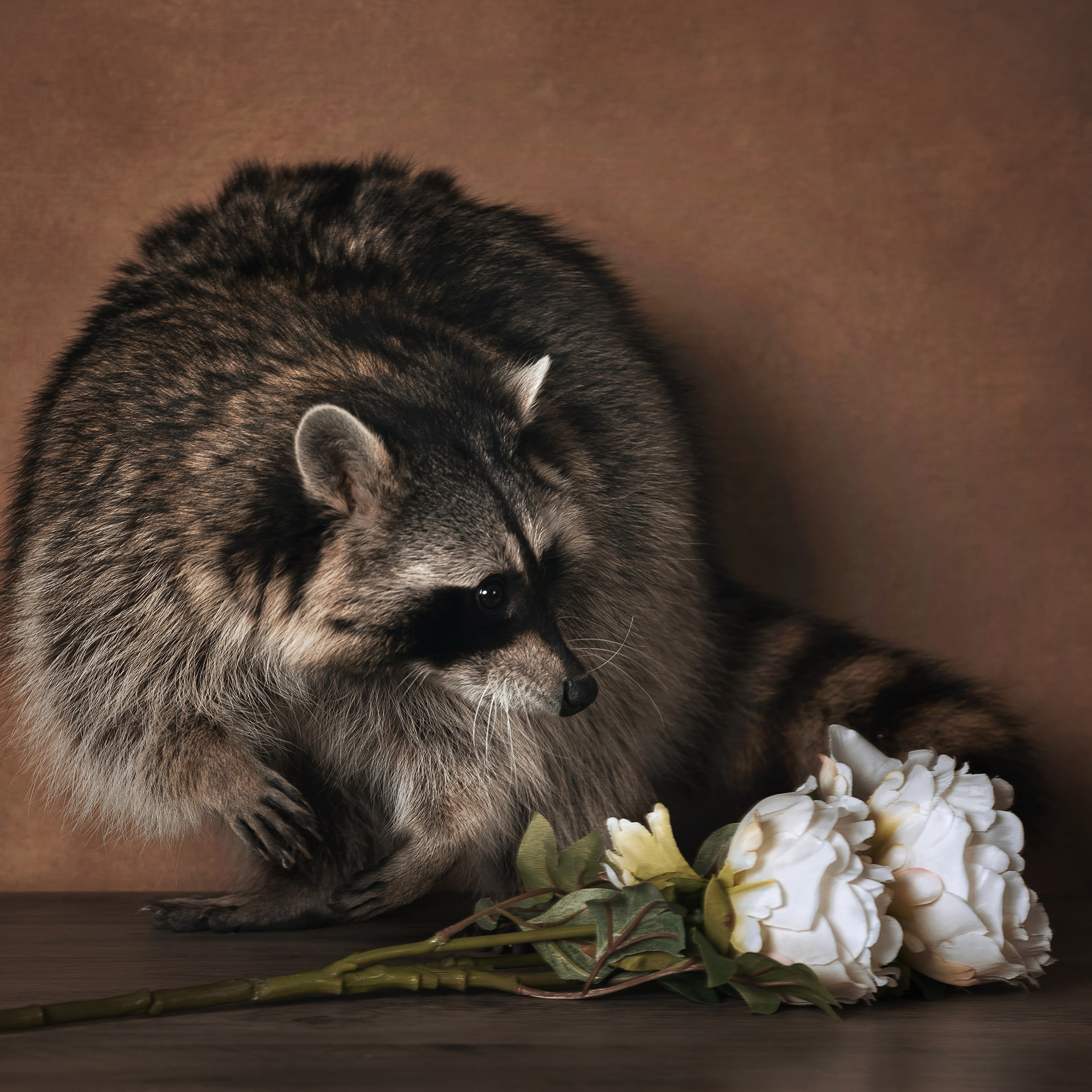 Енот. Фотографы в Орле Шестопаловы Юлия и Юрий