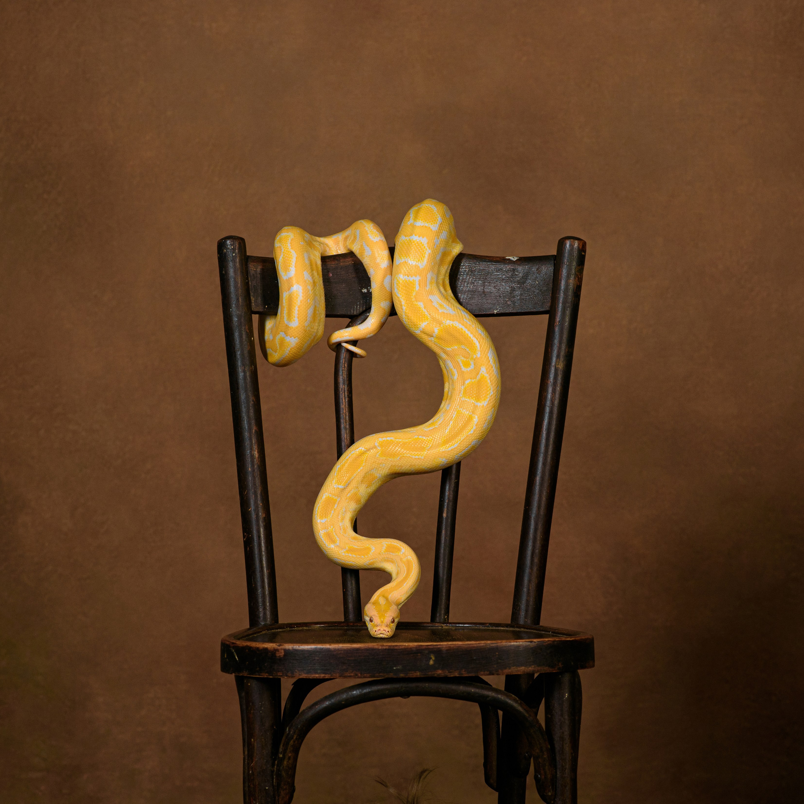 Змеи/питон/удав