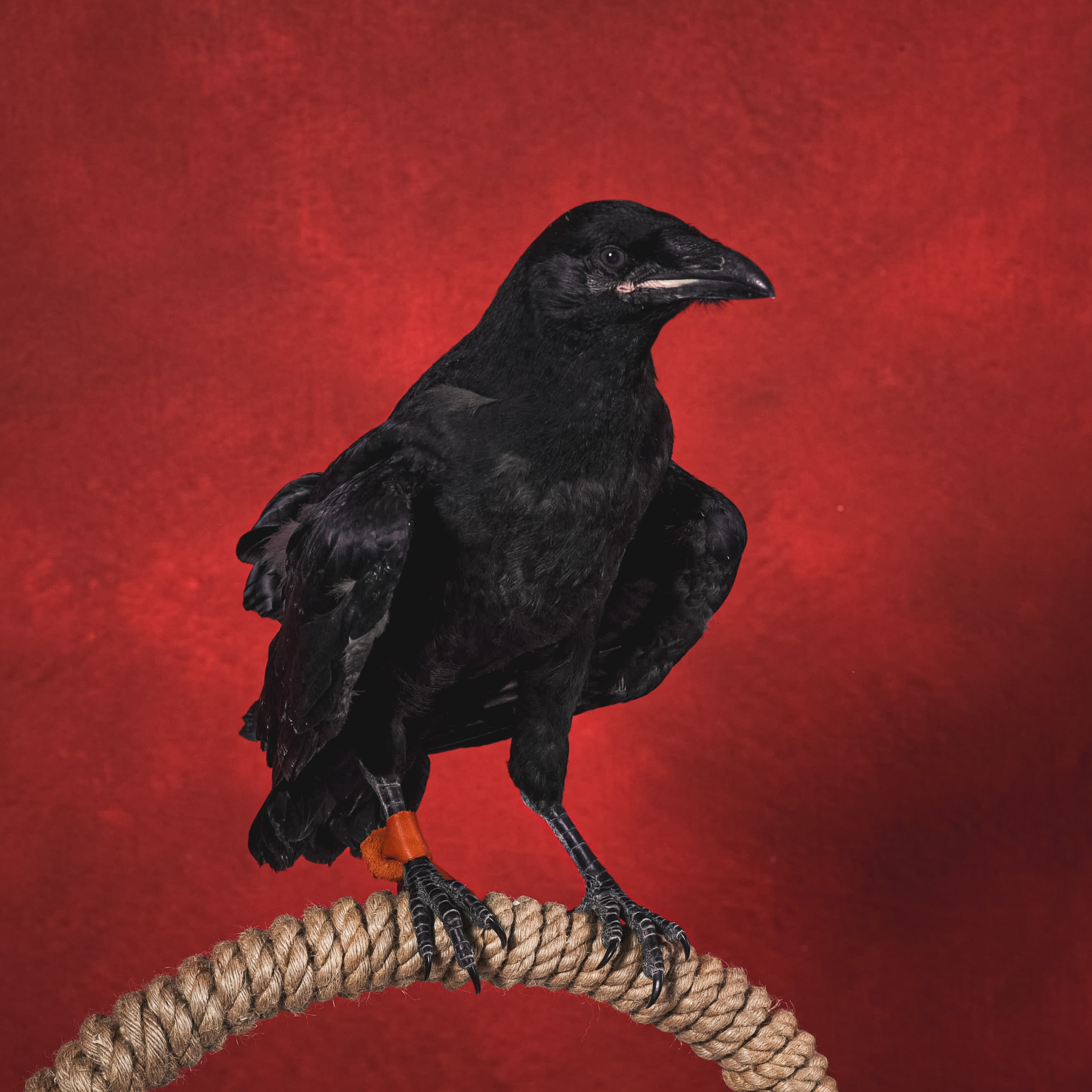 Ворон Гена. Фотографы в Орле Шестопаловы Юлия и Юрий