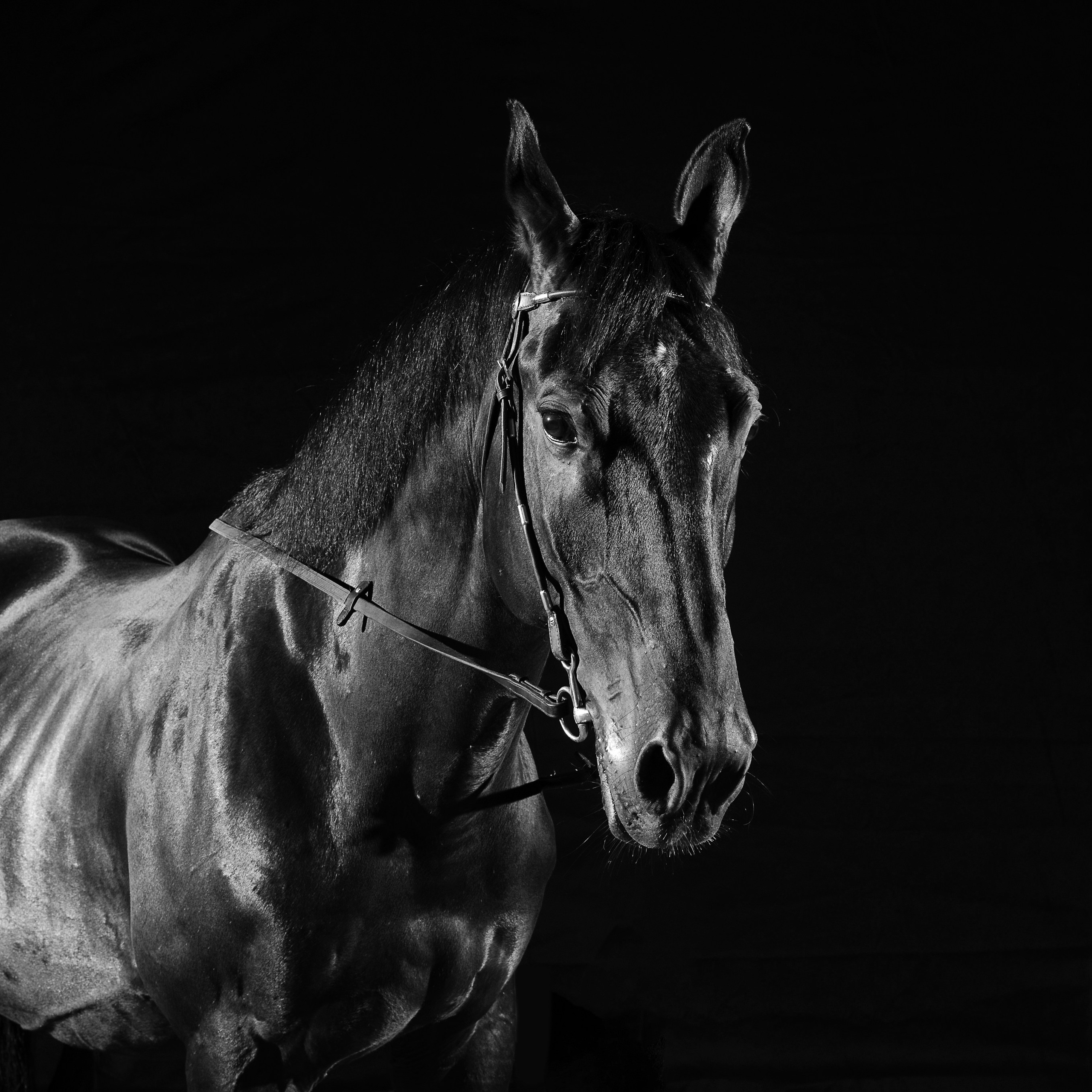 Фотосессия с конем. Фотографы в Орле Шестопаловы Юлия и Юрий