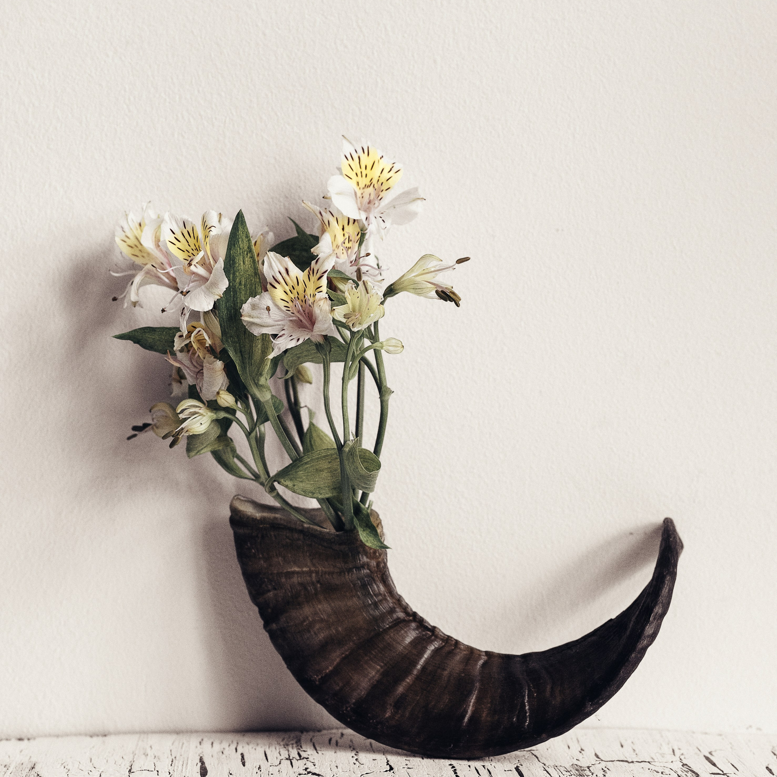 Натюрморт / Still Life. Профессиональный портретный фотограф в Орле Шестопалова Юлия
