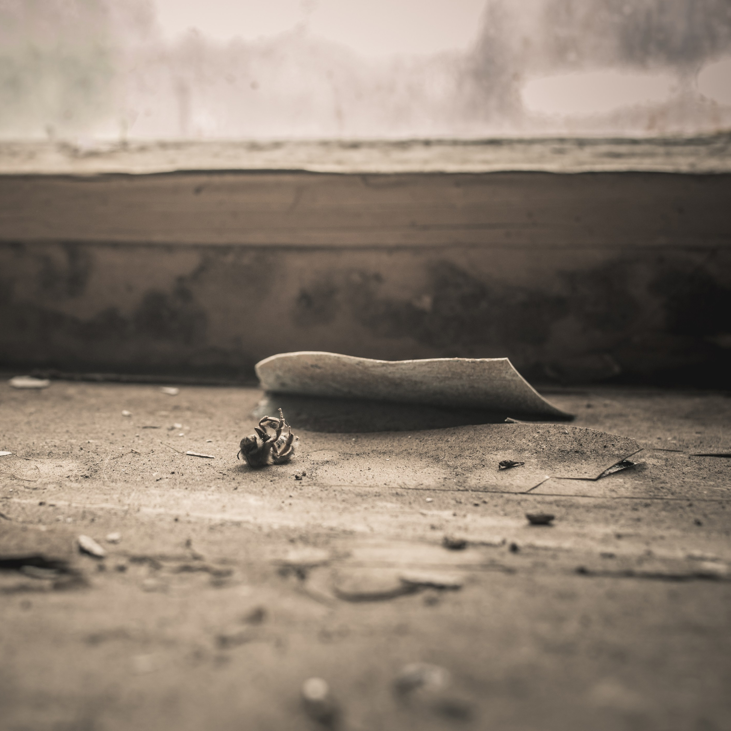 Натюрморт / Still Life. Профессиональный портретный фотограф в Орле Шестопалова Юлия