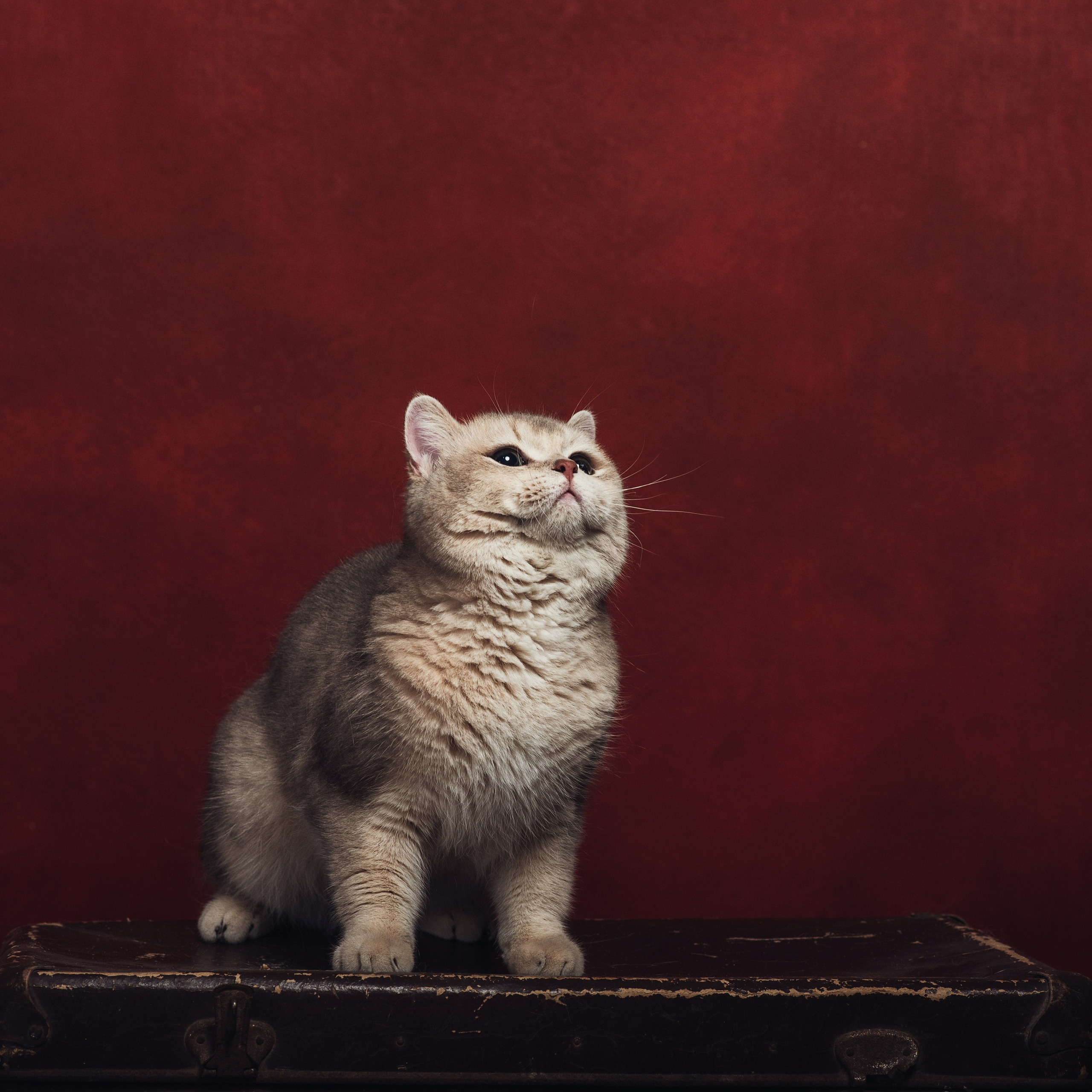 Алексей и коты. Фотографы в Орле Шестопаловы Юлия и Юрий