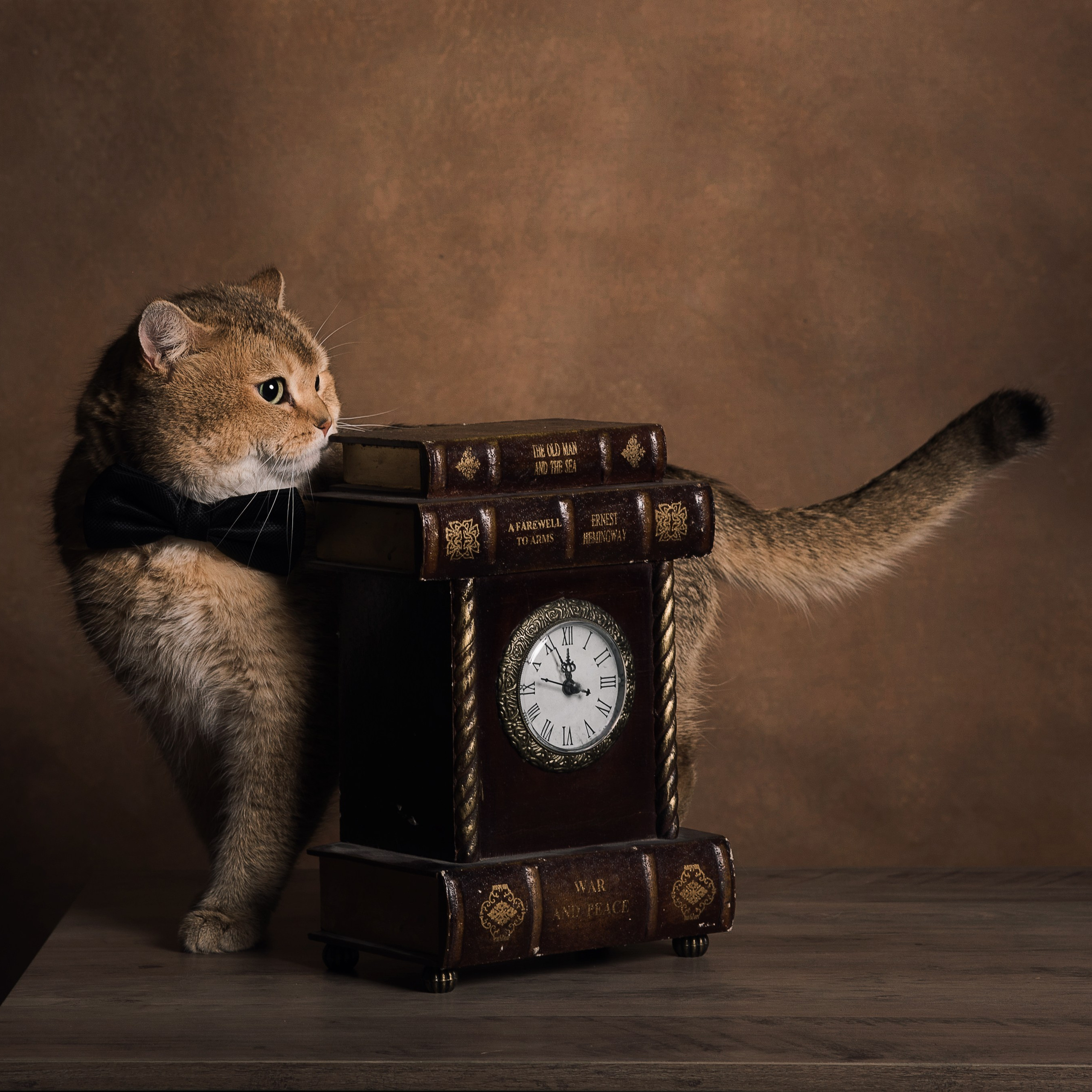 Кошки. Фотографы в Орле Шестопаловы Юлия и Юрий