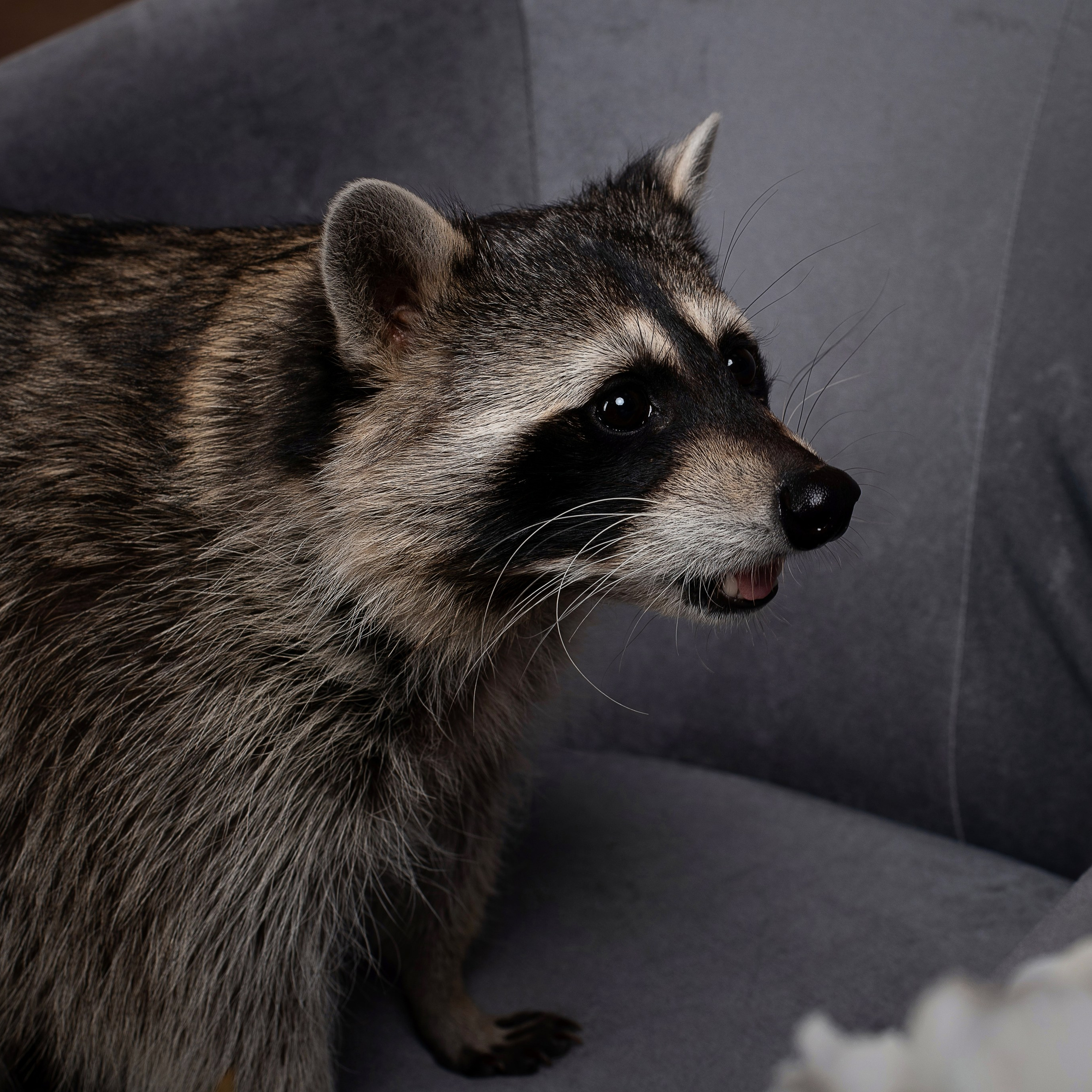 Фотосессия с енотом в студии