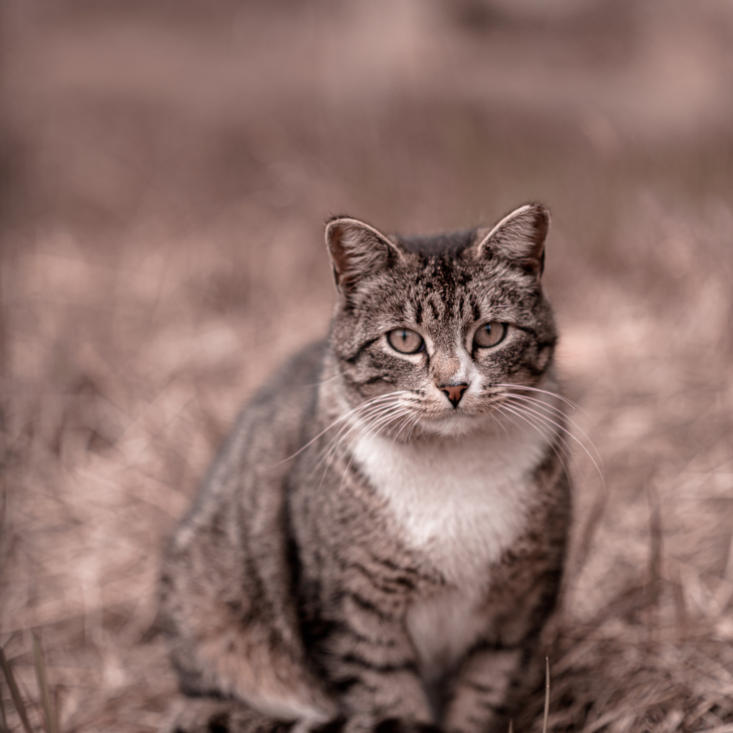 Животные / Animals. Профессиональный портретный фотограф в Орле Шестопалова Юлия