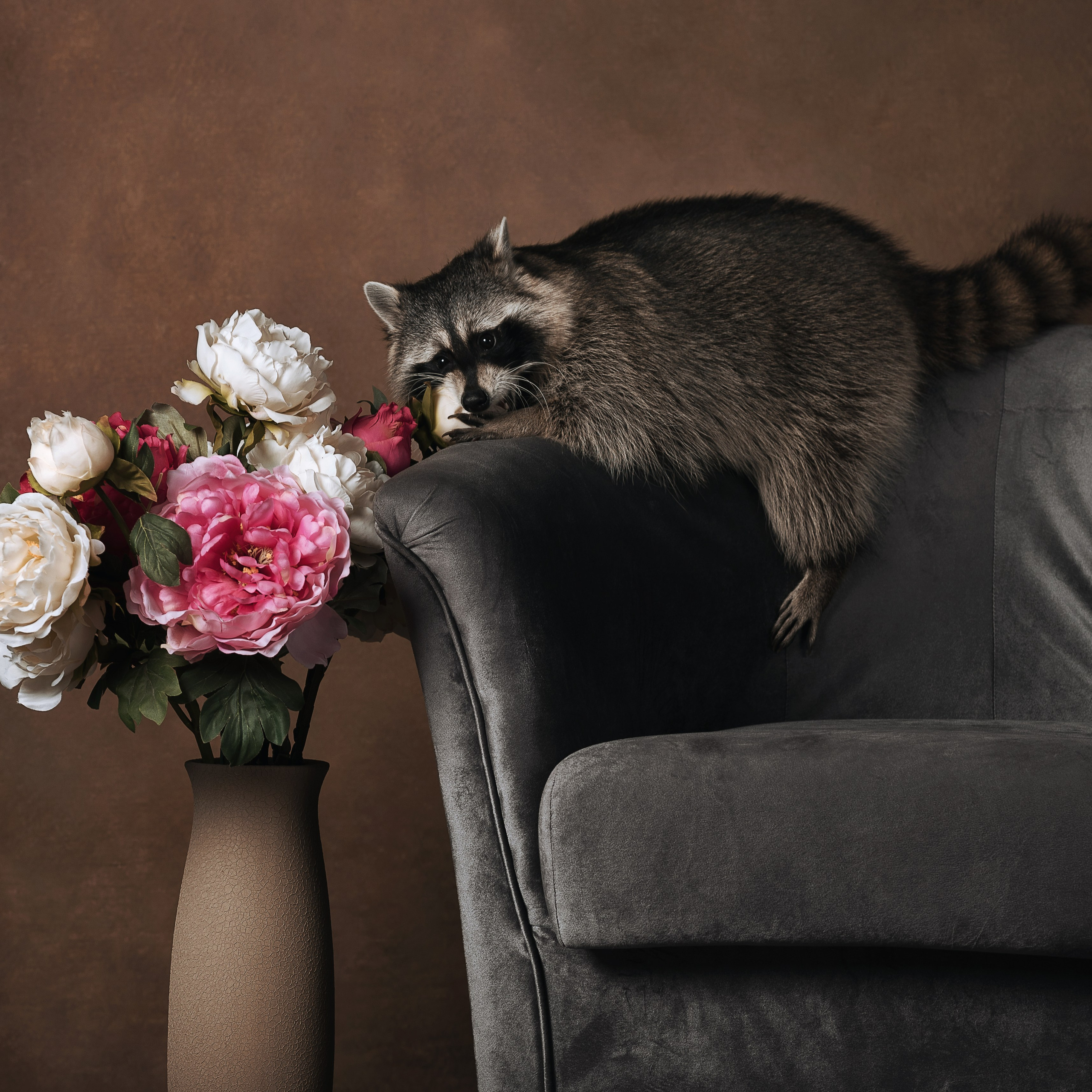 Енот. Фотографы в Орле Шестопаловы Юлия и Юрий