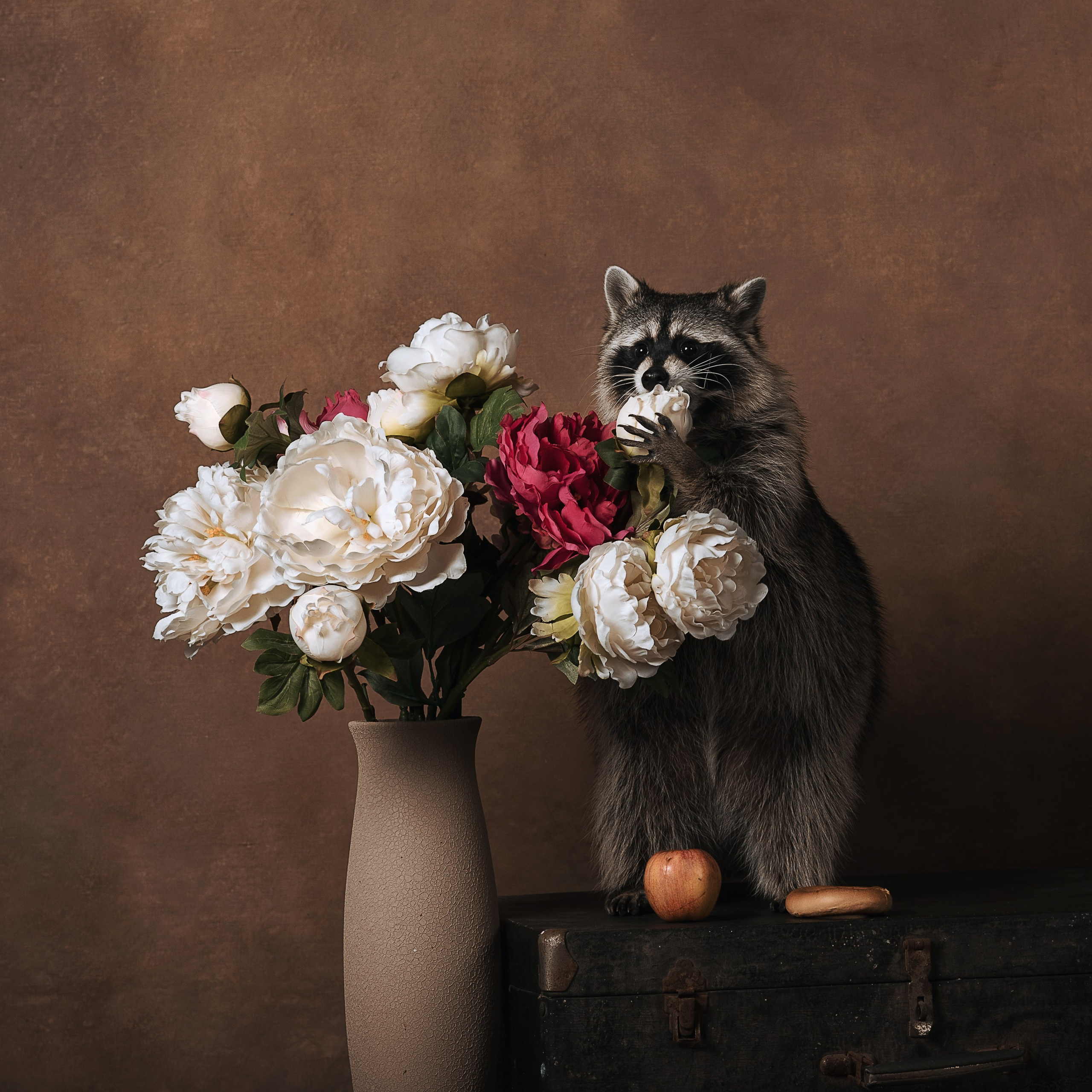 Енот. Фотографы в Орле Шестопаловы Юлия и Юрий