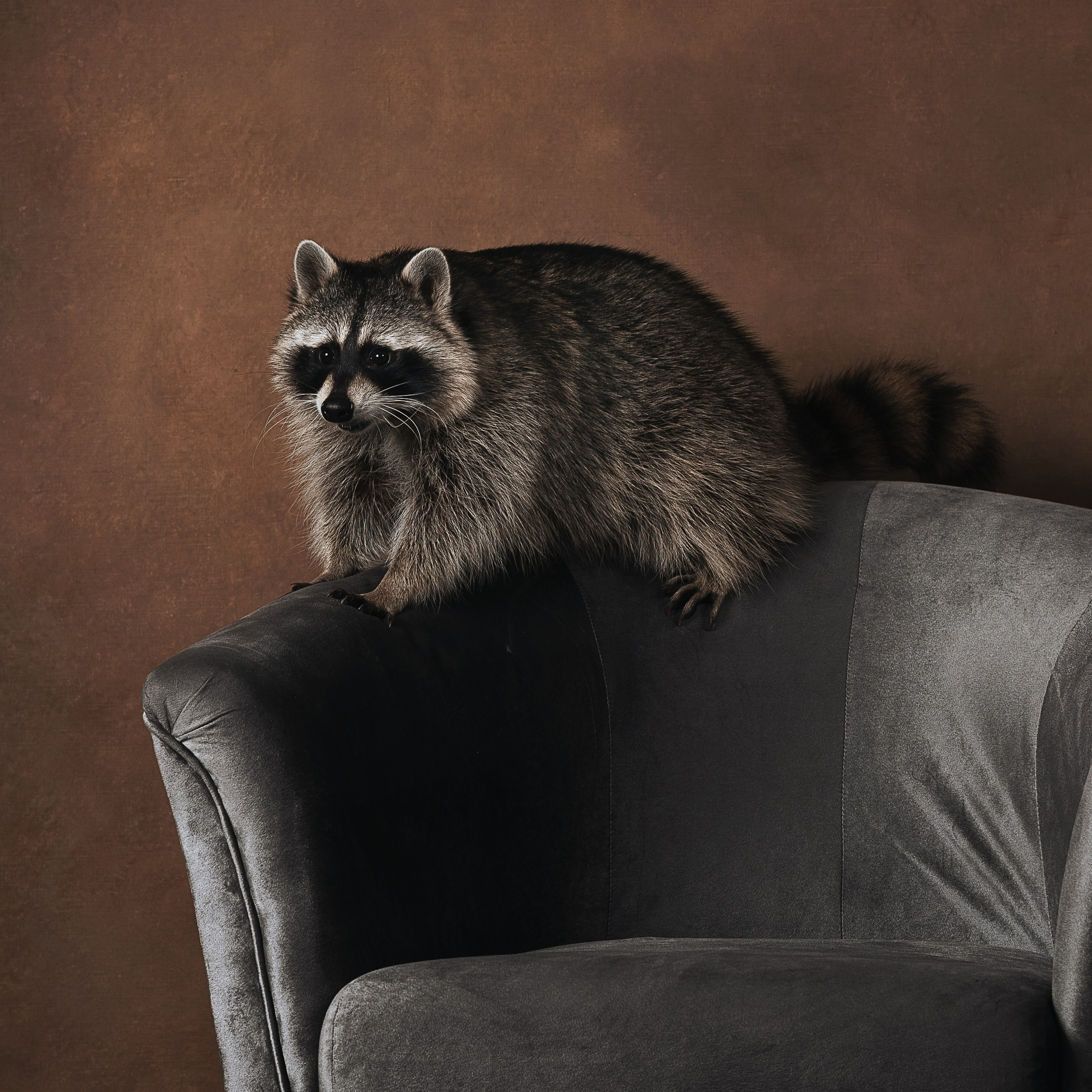 Енот. Фотографы в Орле Шестопаловы Юлия и Юрий