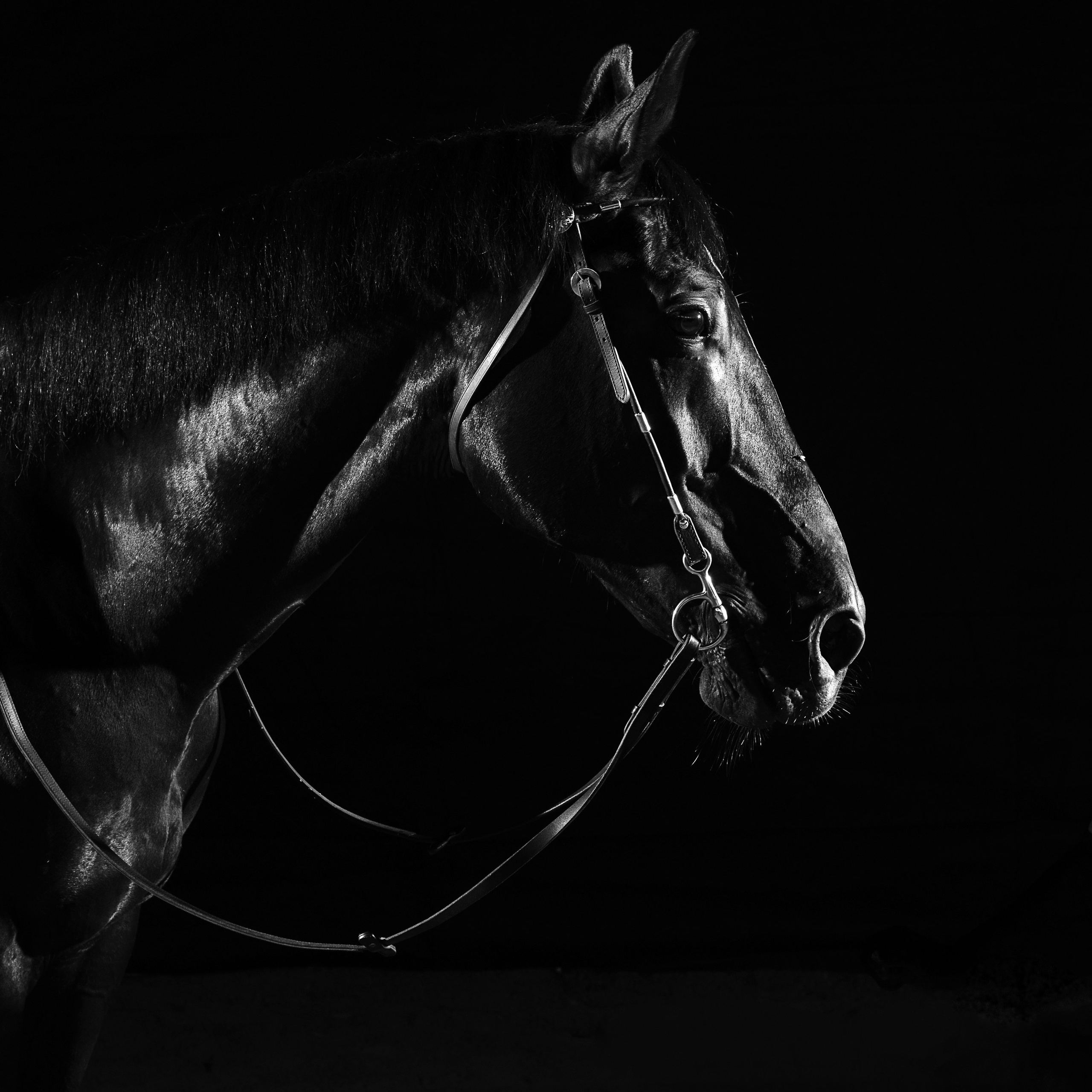 Фотосессия с конем. Фотографы в Орле Шестопаловы Юлия и Юрий