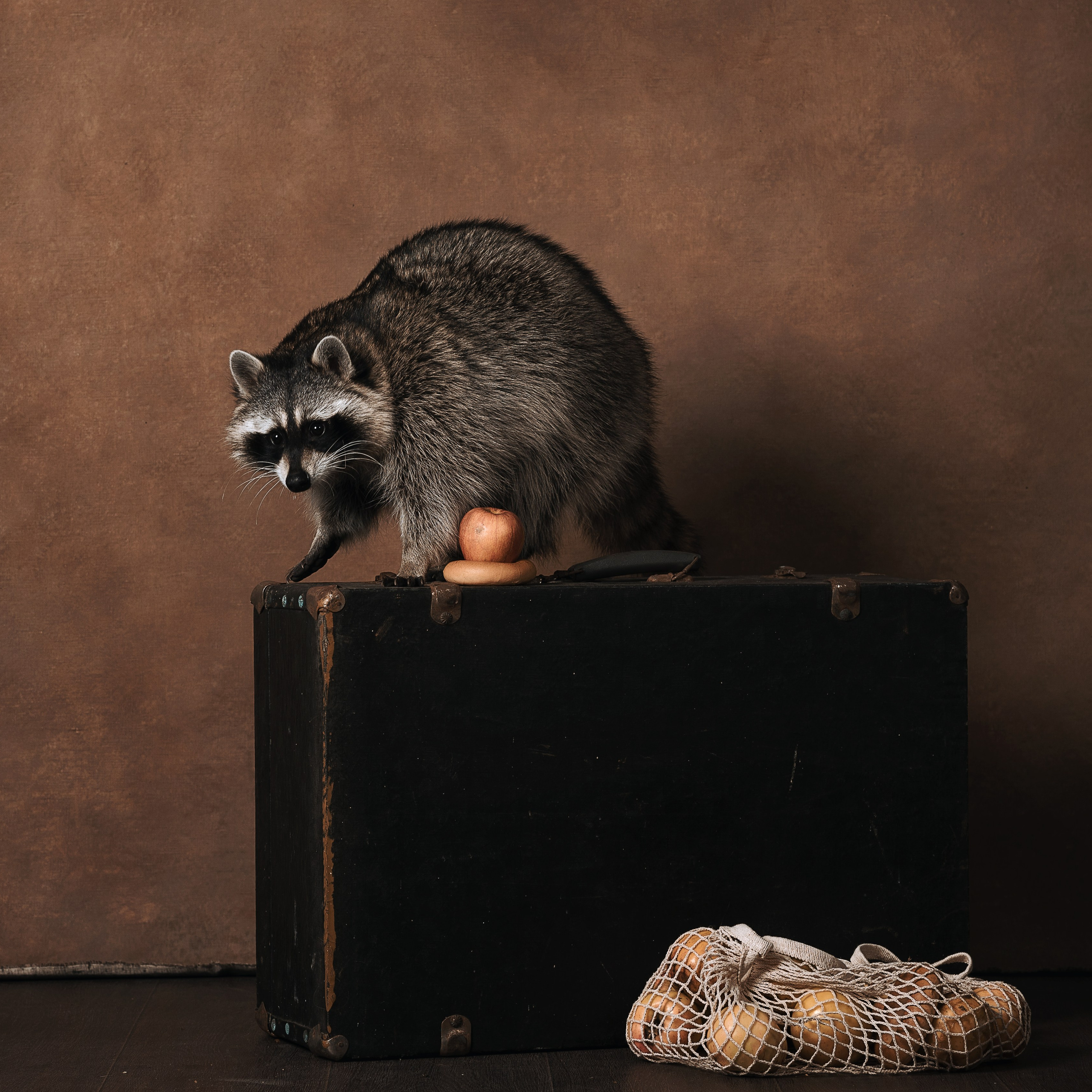 Енот. Фотографы в Орле Шестопаловы Юлия и Юрий