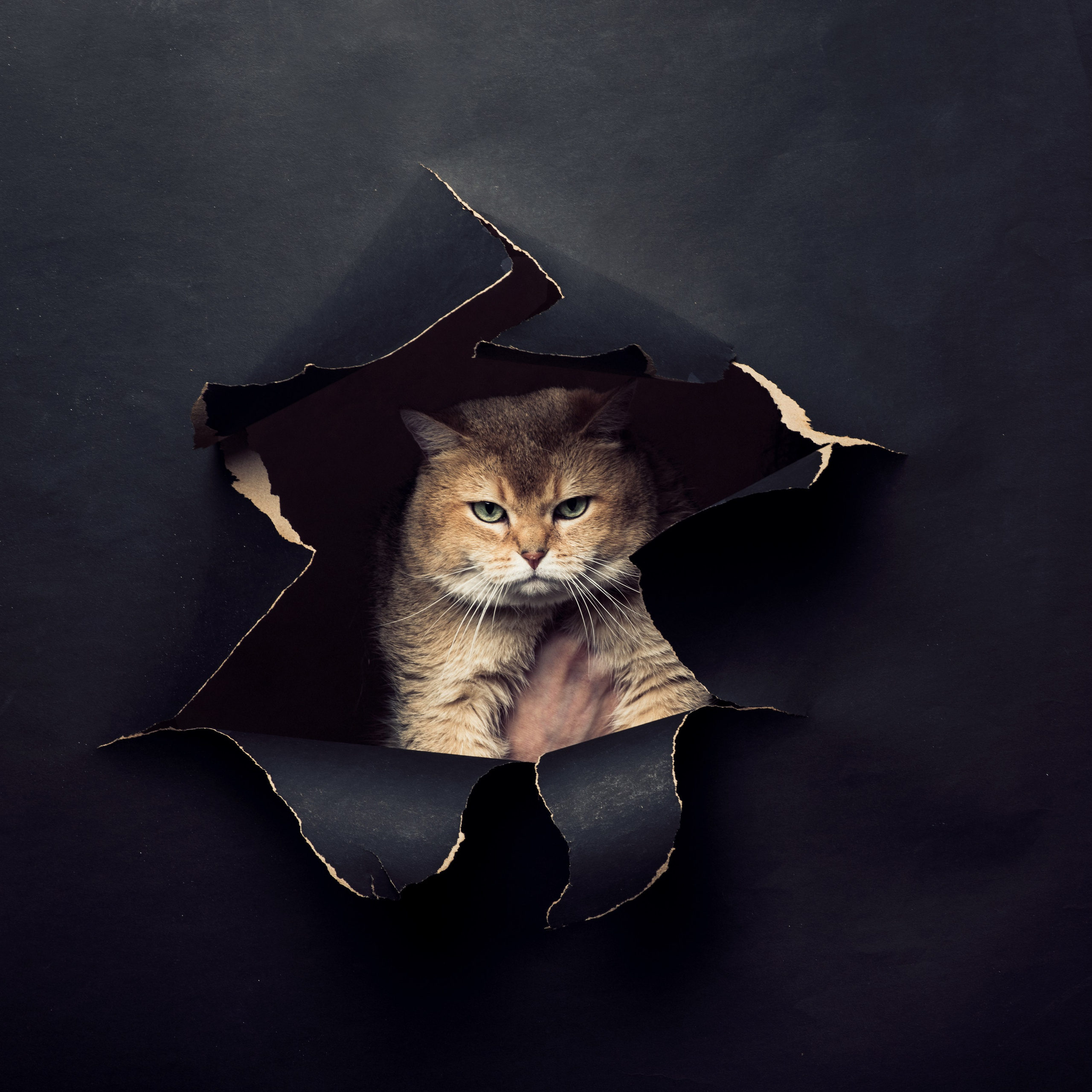 Фотосессия с котом