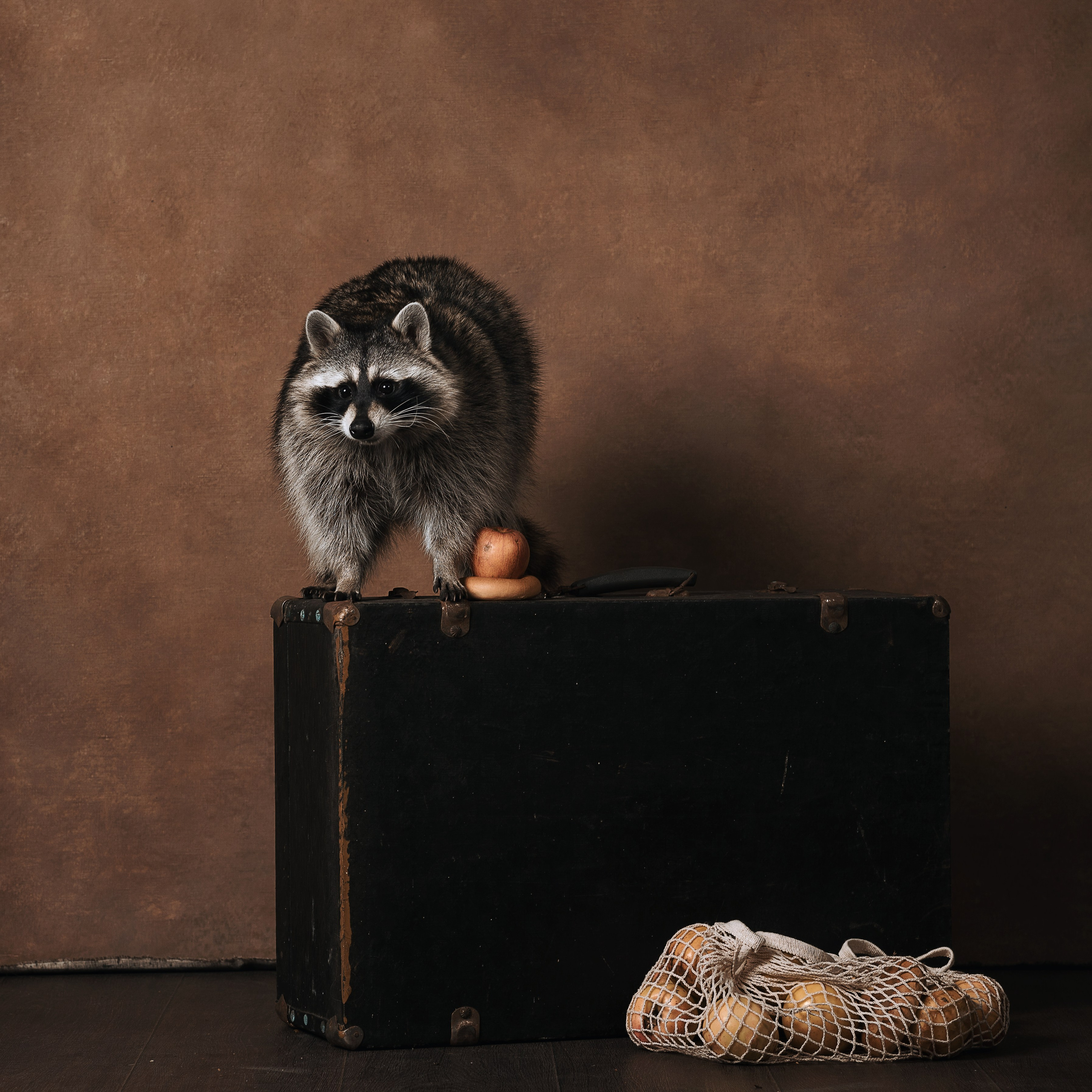 Енот. Фотографы в Орле Шестопаловы Юлия и Юрий