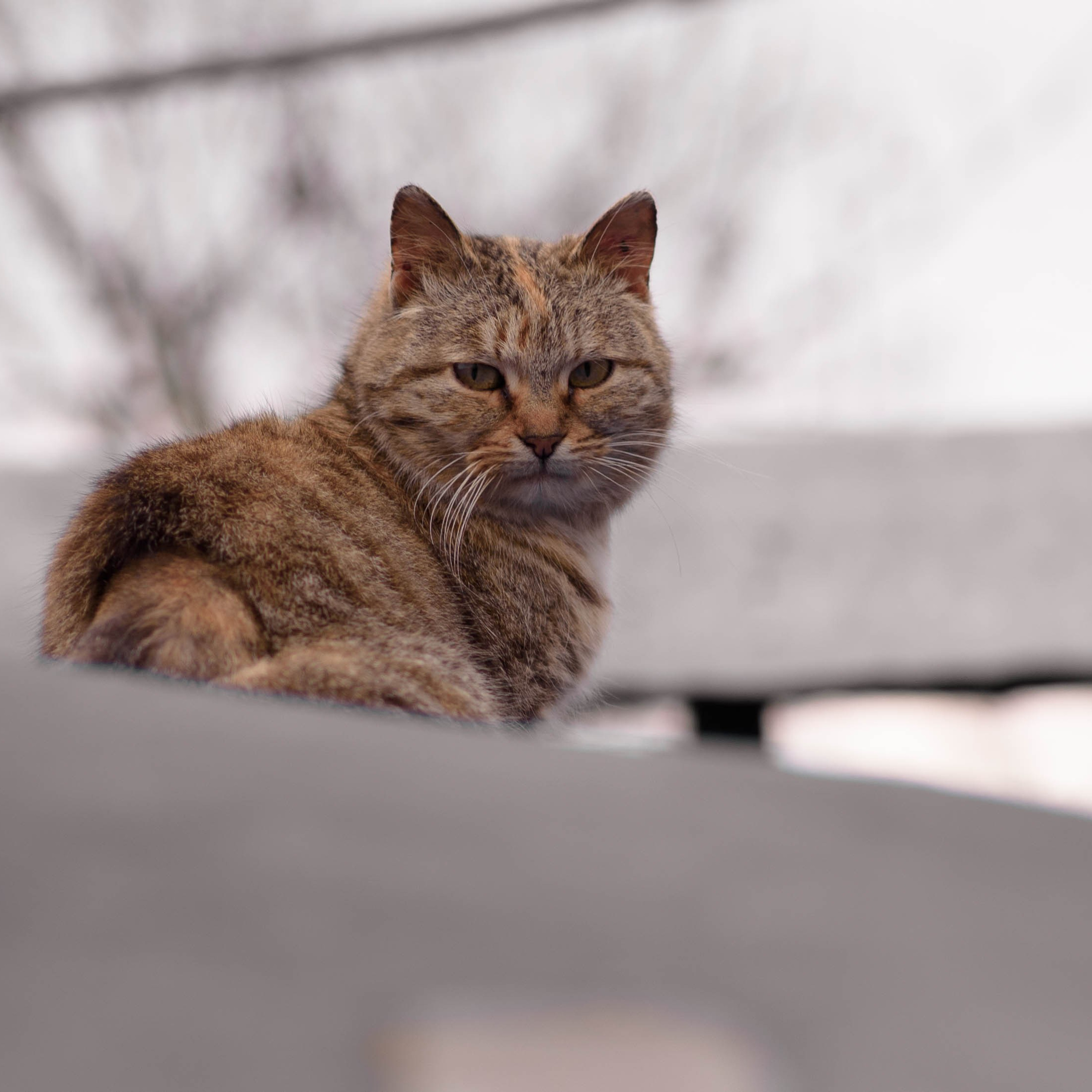 Животные / Animals. Профессиональный портретный фотограф в Орле Шестопалова Юлия