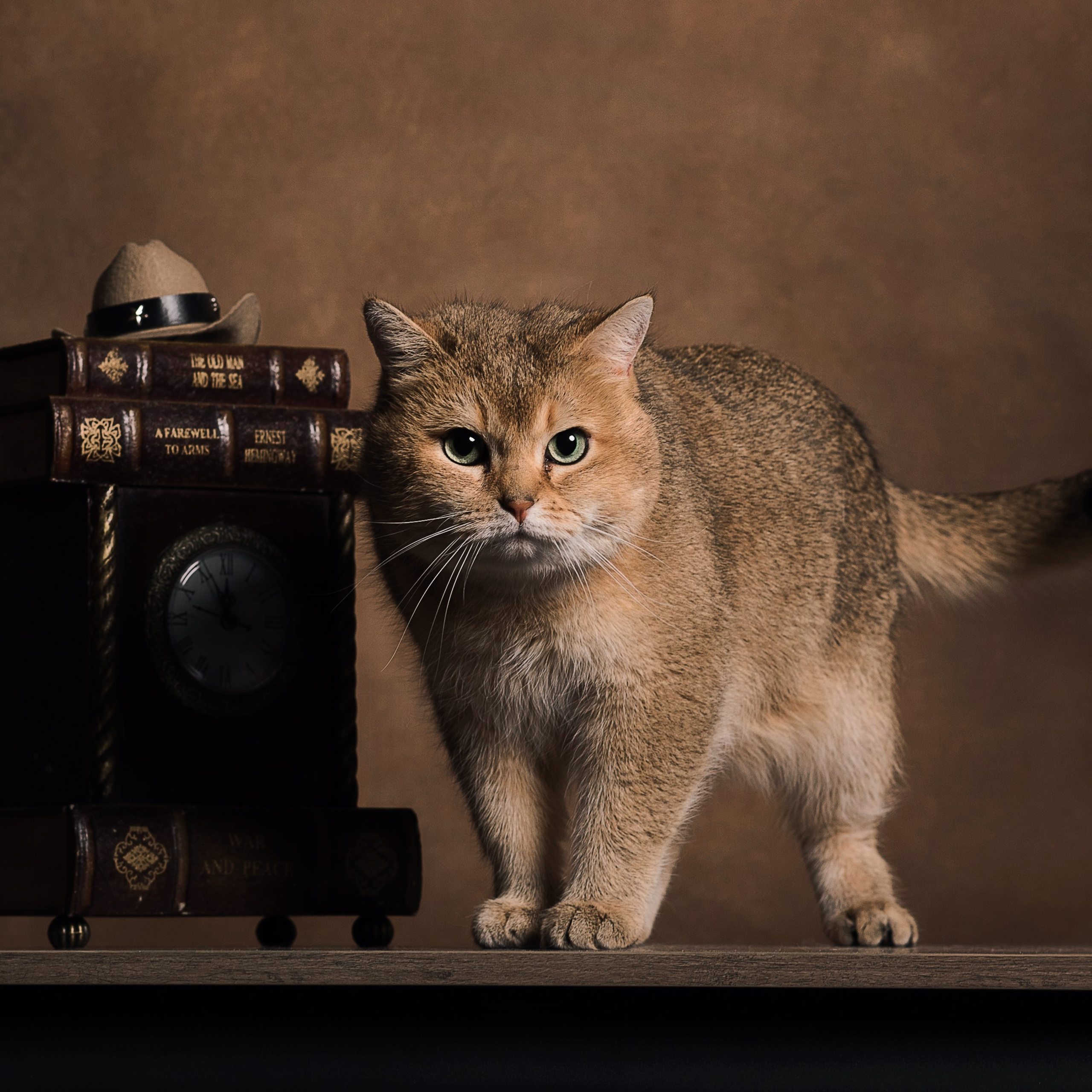 Алексей и коты. Фотографы в Орле Шестопаловы Юлия и Юрий