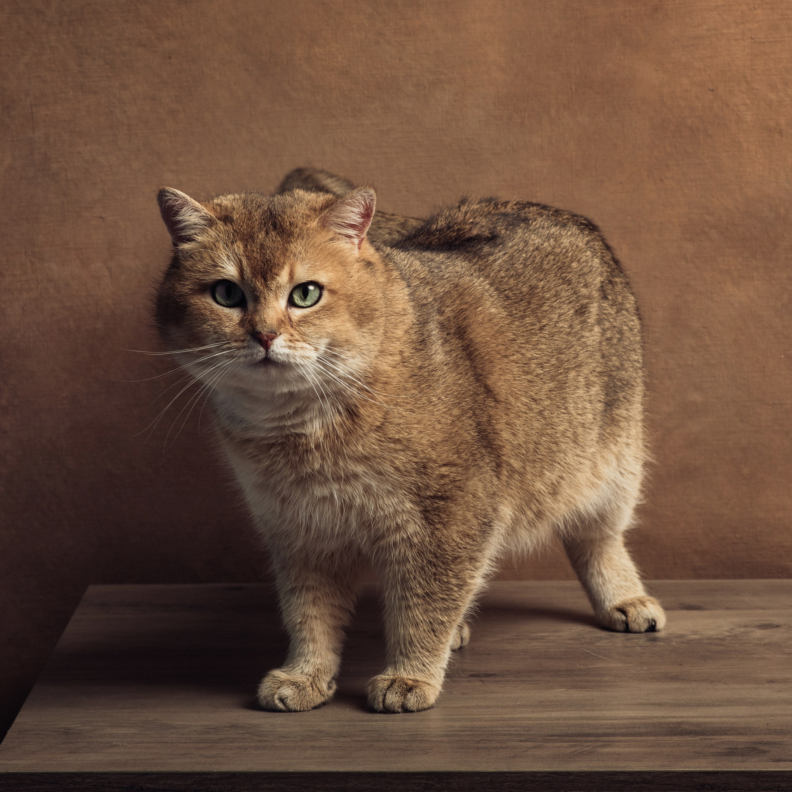 Фотосессия с котом