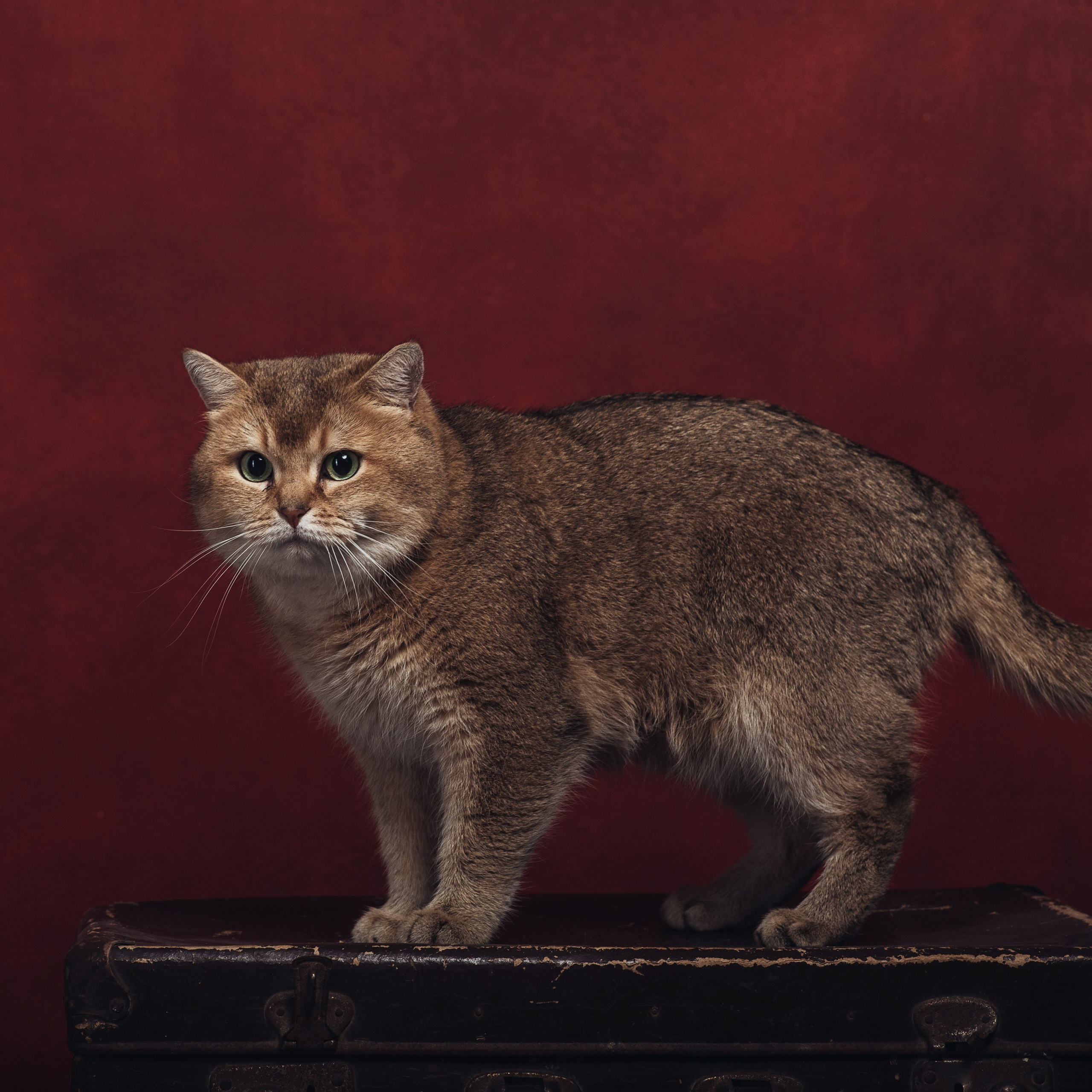 Кошки. Фотографы в Орле Шестопаловы Юлия и Юрий