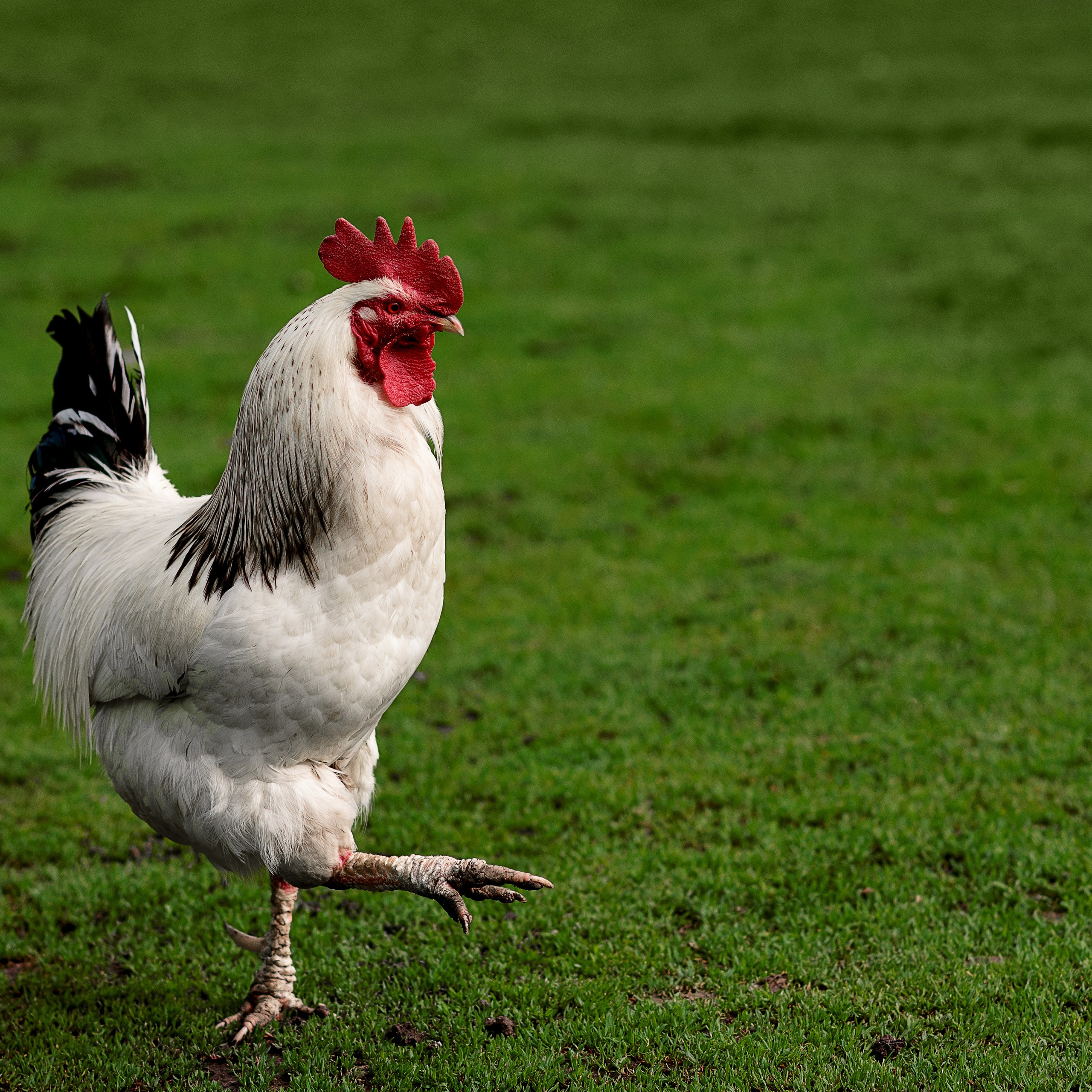 Животные / Animals. Профессиональный портретный фотограф в Орле Шестопалова Юлия