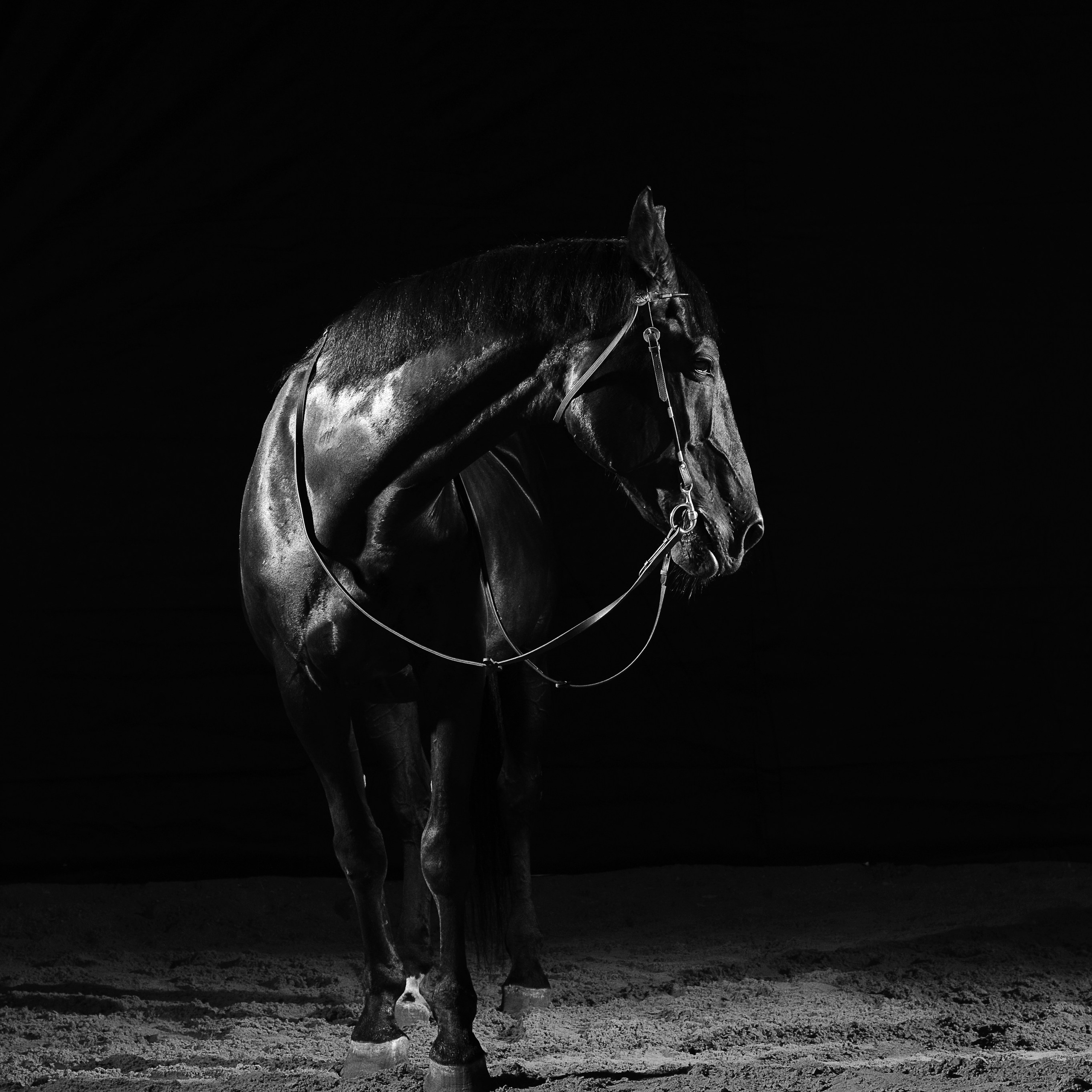 Фотосессия с конем. Фотографы в Орле Шестопаловы Юлия и Юрий