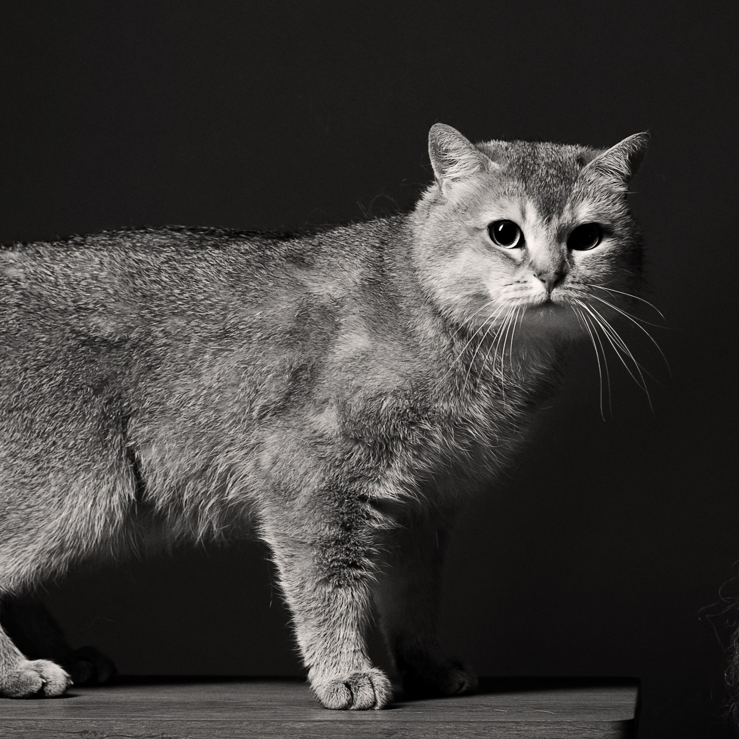 Кошки. Фотографы в Орле Шестопаловы Юлия и Юрий