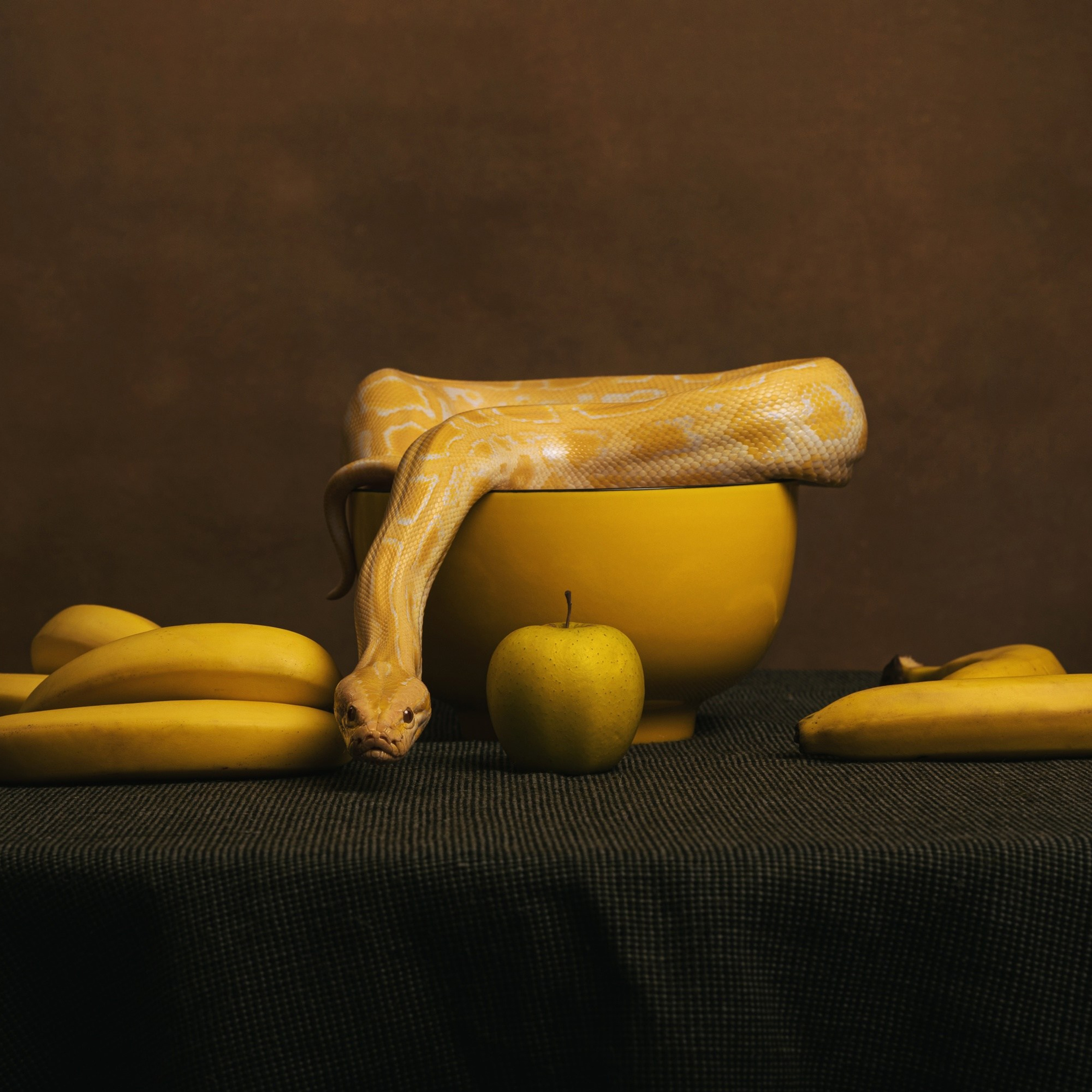 Змеи/питон/удав