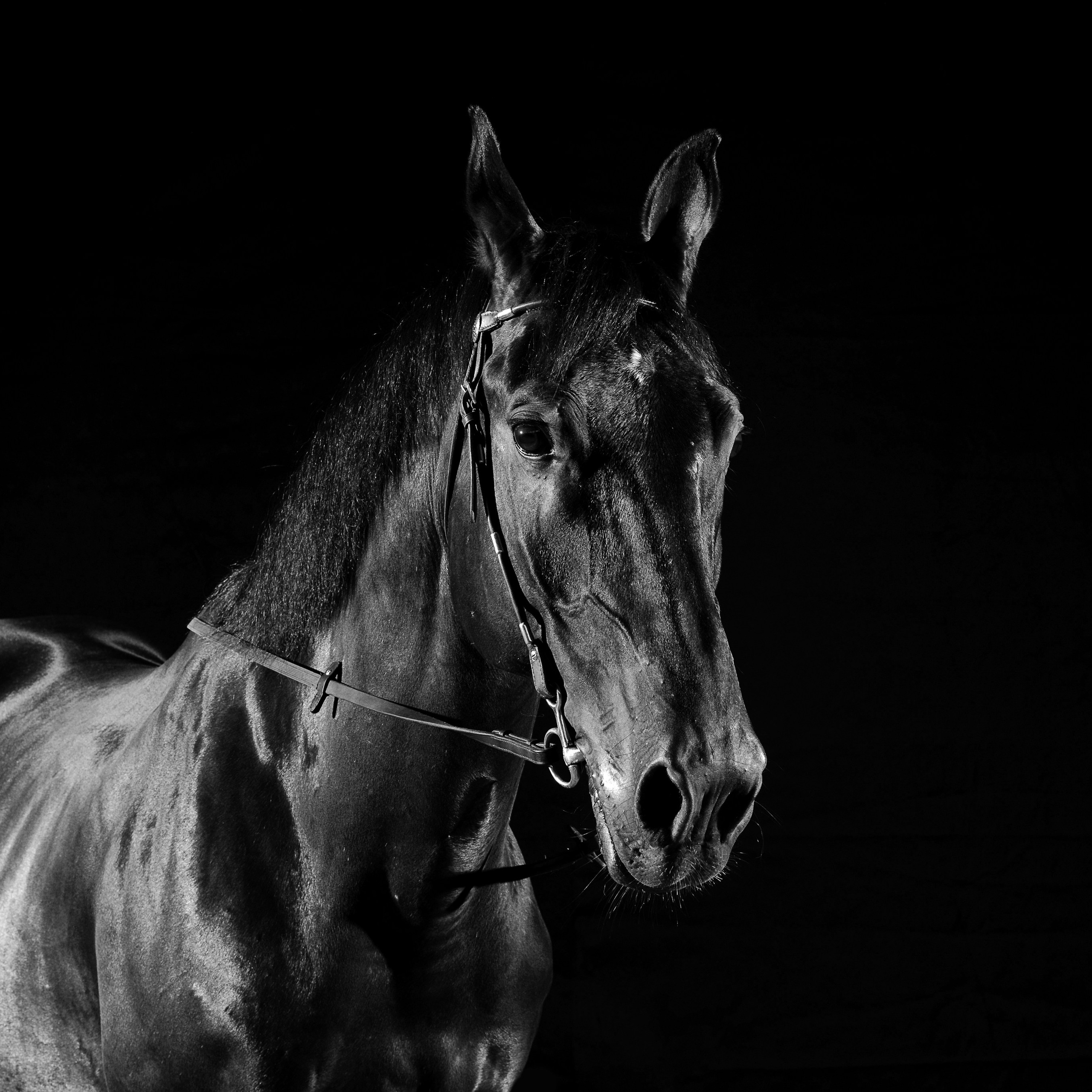 Фотосессия с конем. Фотографы в Орле Шестопаловы Юлия и Юрий