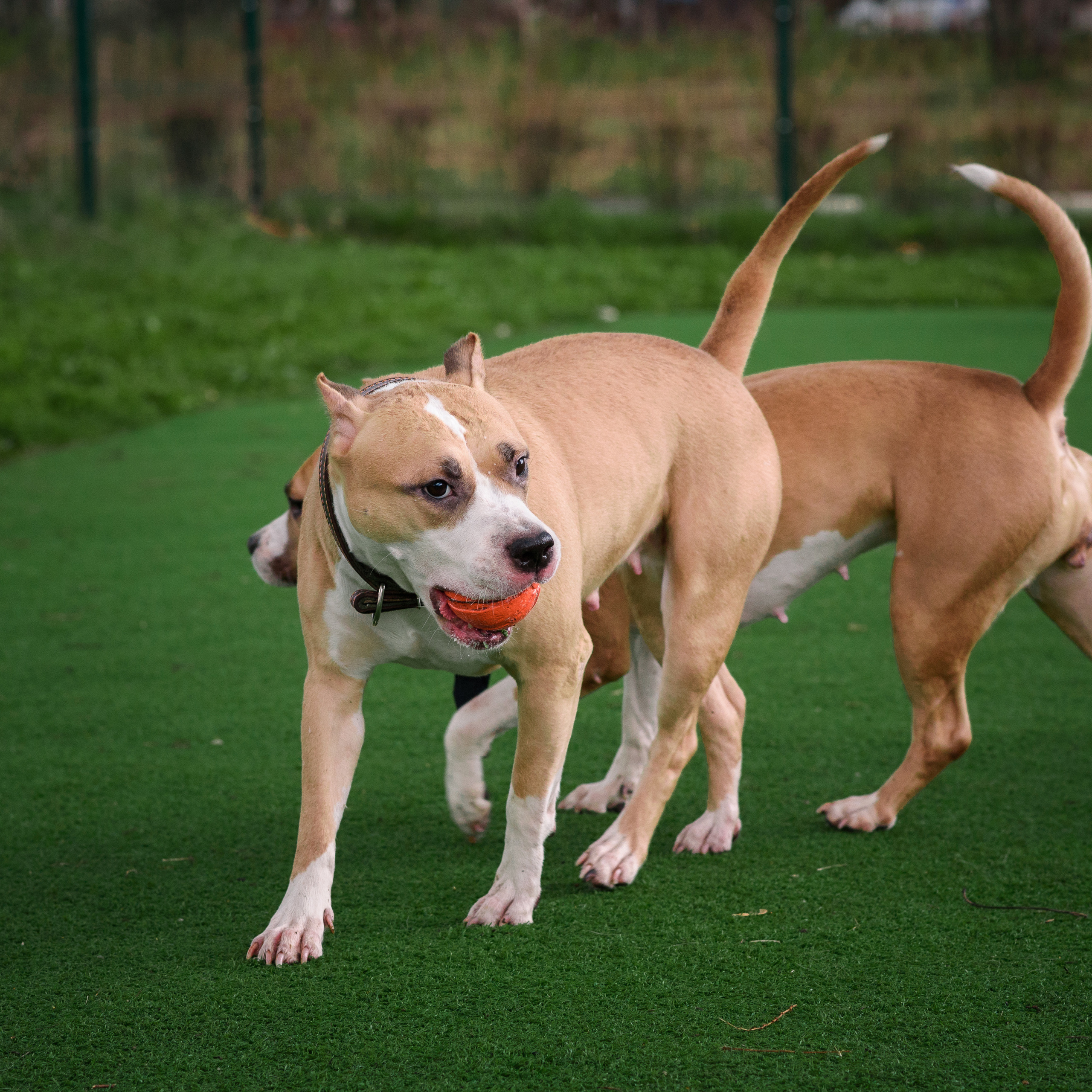 Елена, дети и собаки))). Фотографы в Орле Шестопаловы Юлия и Юрий