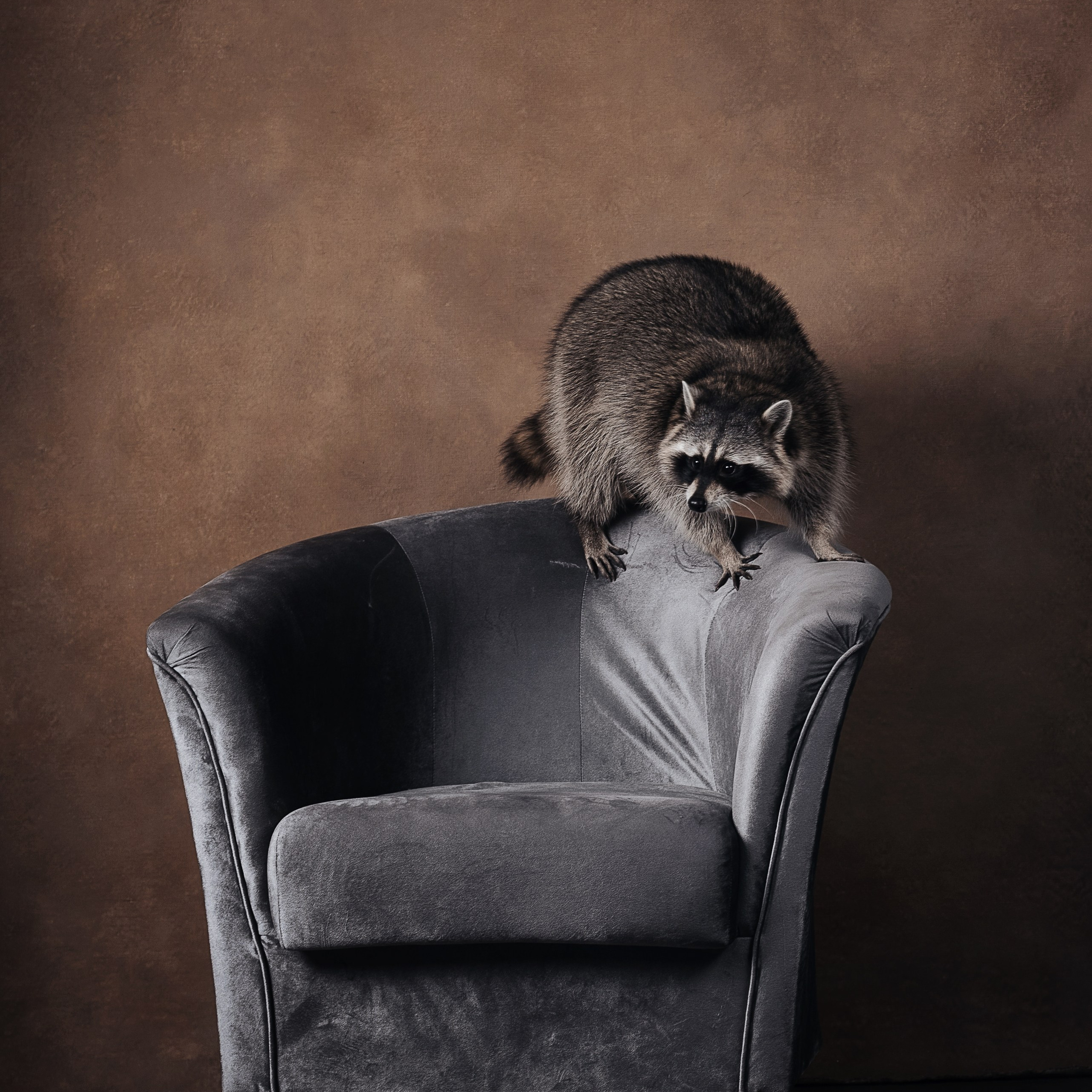 Енот. Фотографы в Орле Шестопаловы Юлия и Юрий