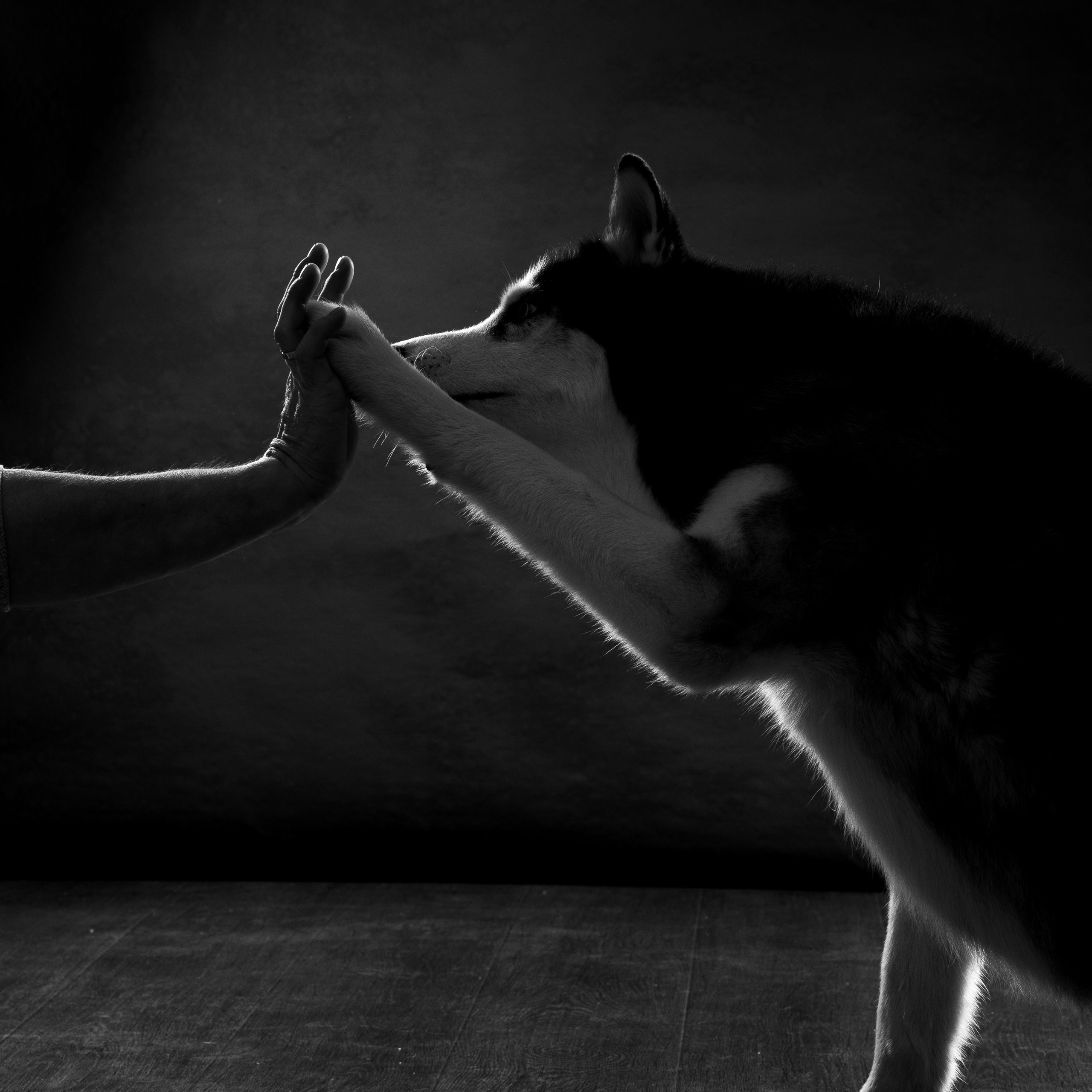 Владимир и хаски Лорд. Фотографы в Орле Шестопаловы Юлия и Юрий