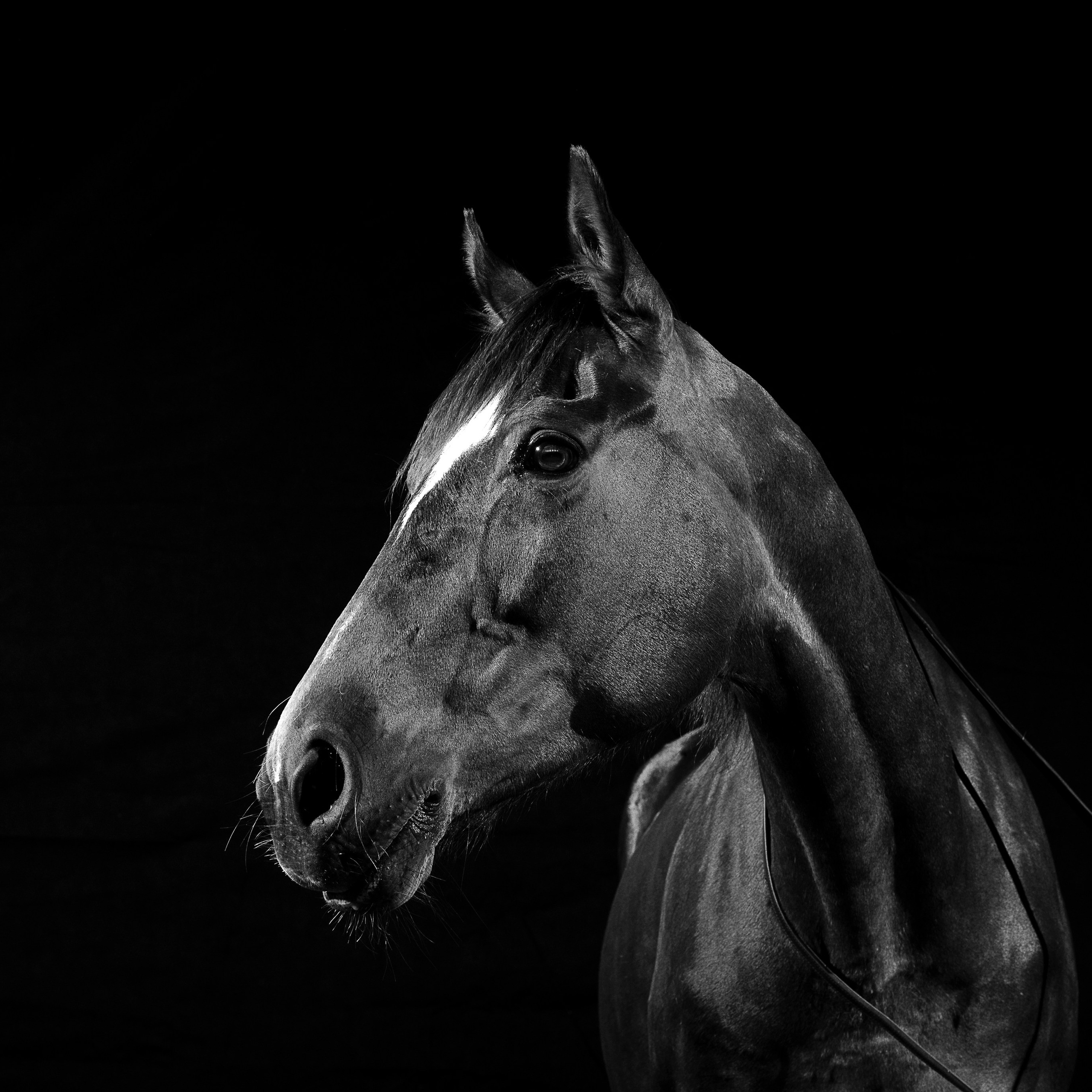 Фотосессия с конем. Фотографы в Орле Шестопаловы Юлия и Юрий