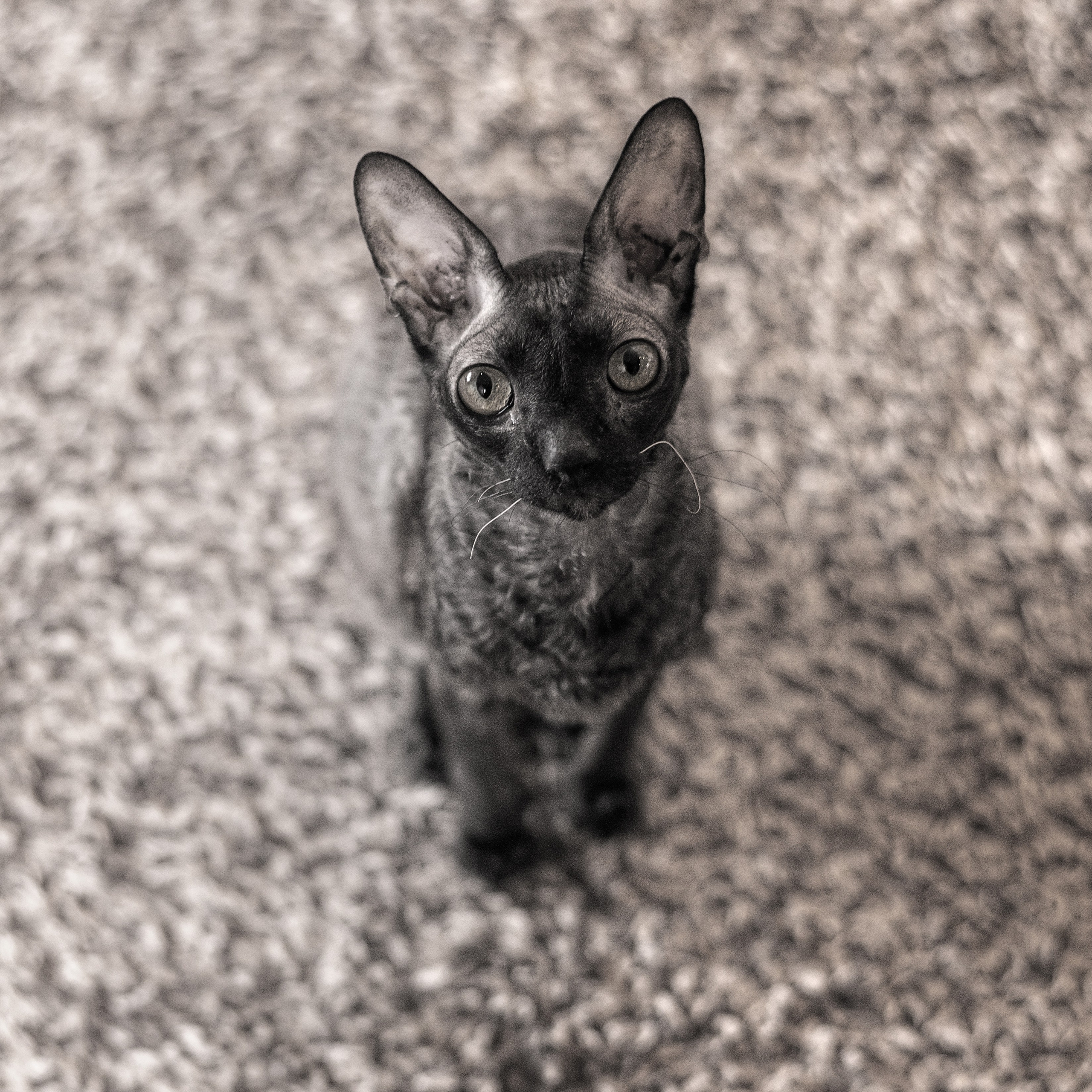 Животные / Animals. Профессиональный портретный фотограф в Орле Шестопалова Юлия