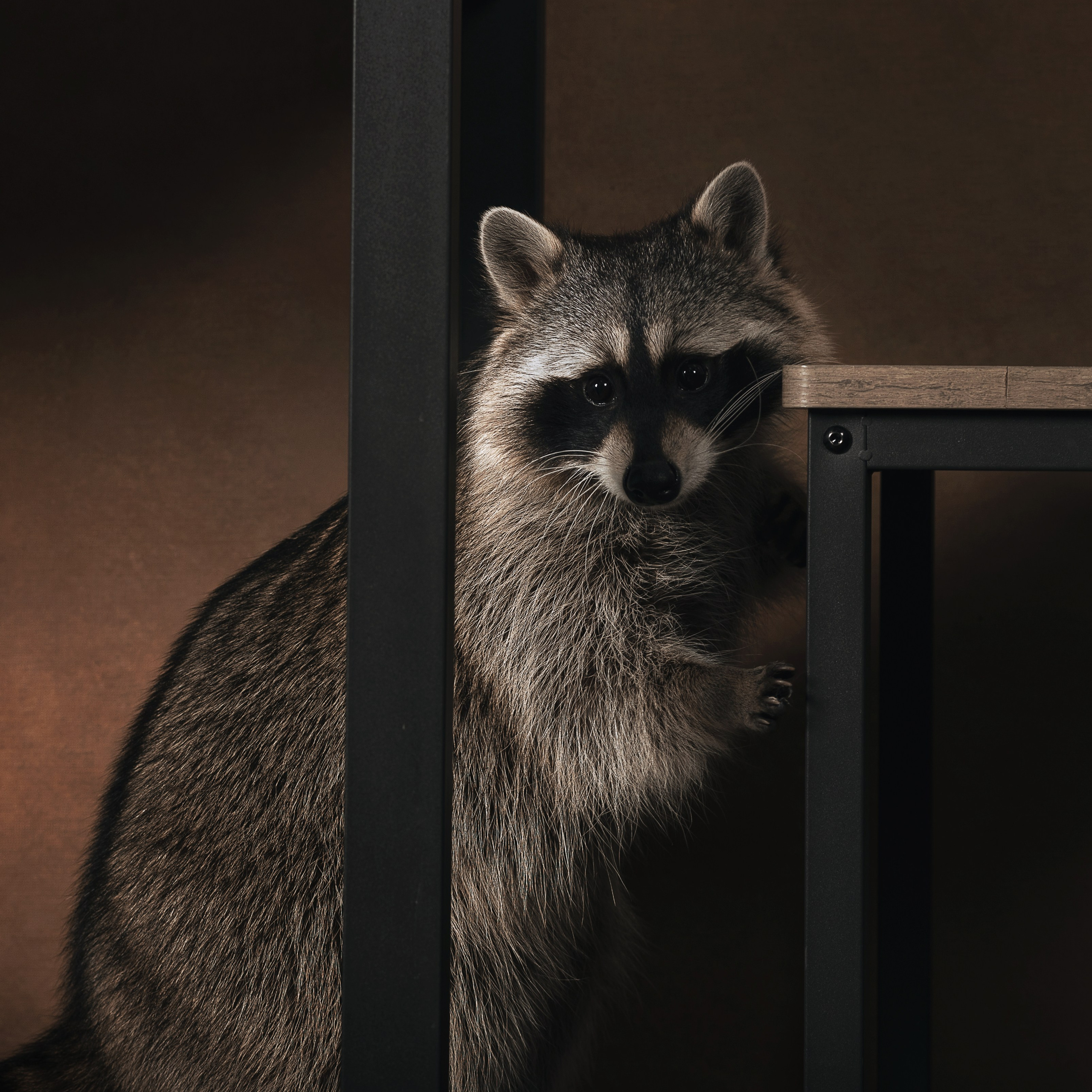 Енот. Фотографы в Орле Шестопаловы Юлия и Юрий