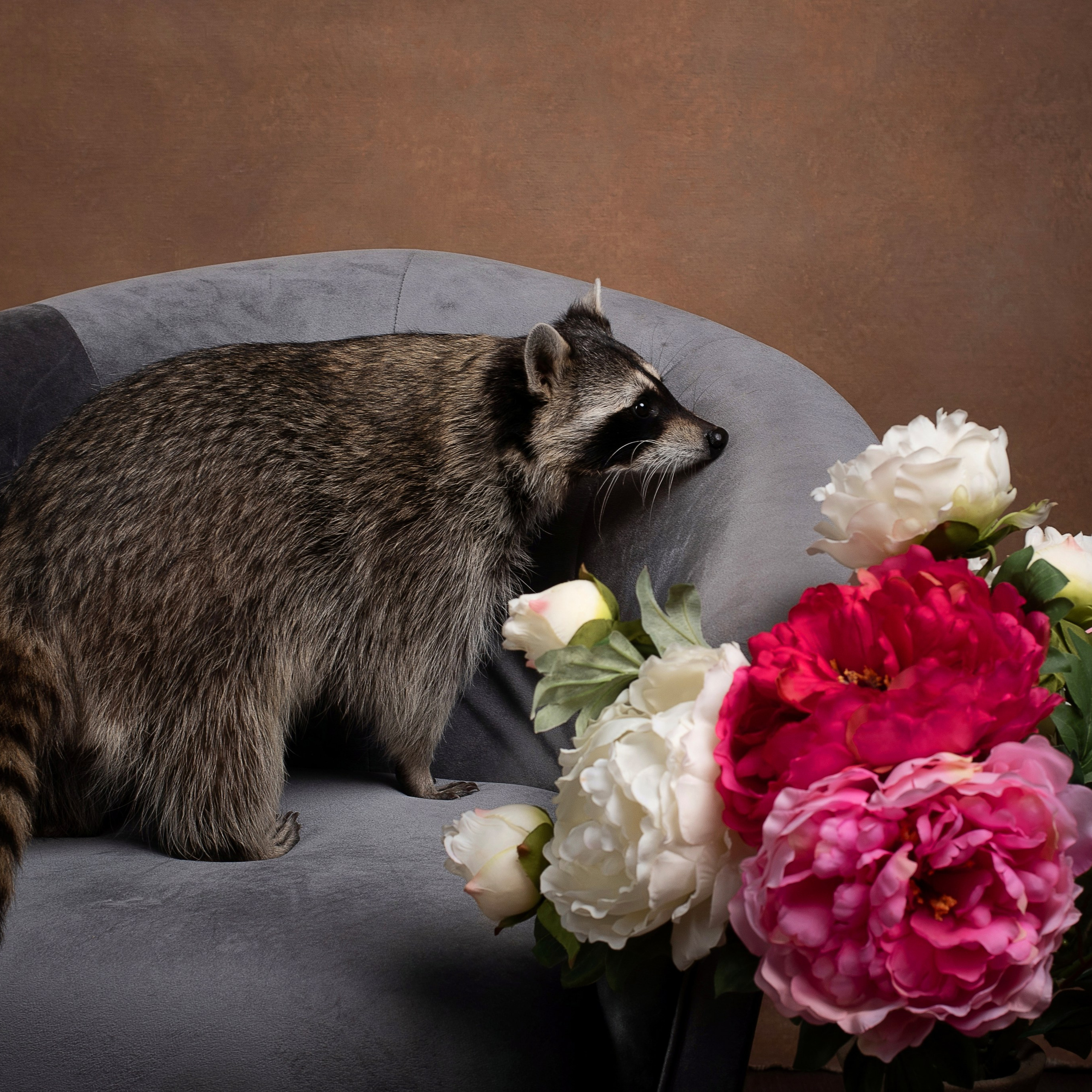 Фотосессия с енотом в студии