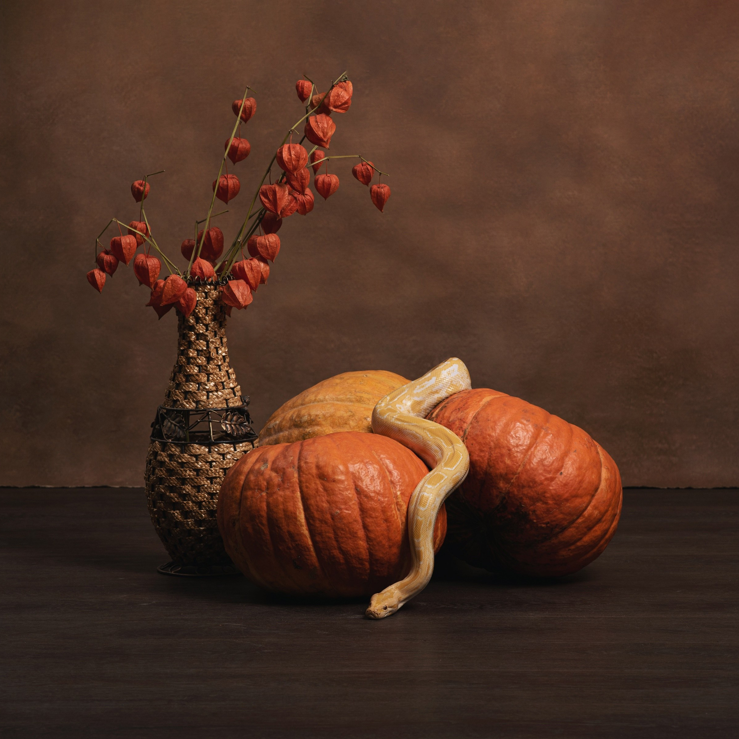 Змеи/питон/удав