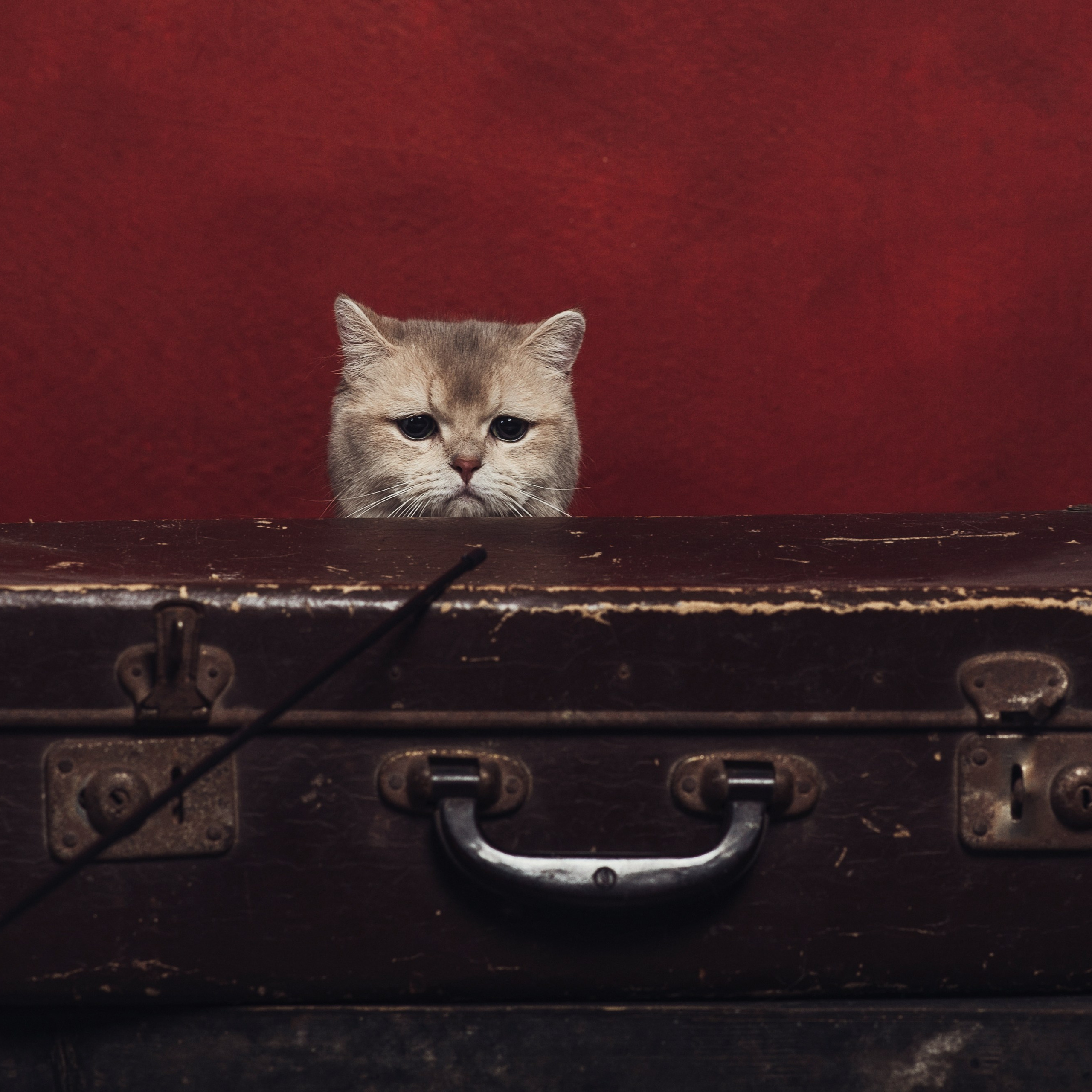 Кошки. Фотографы в Орле Шестопаловы Юлия и Юрий