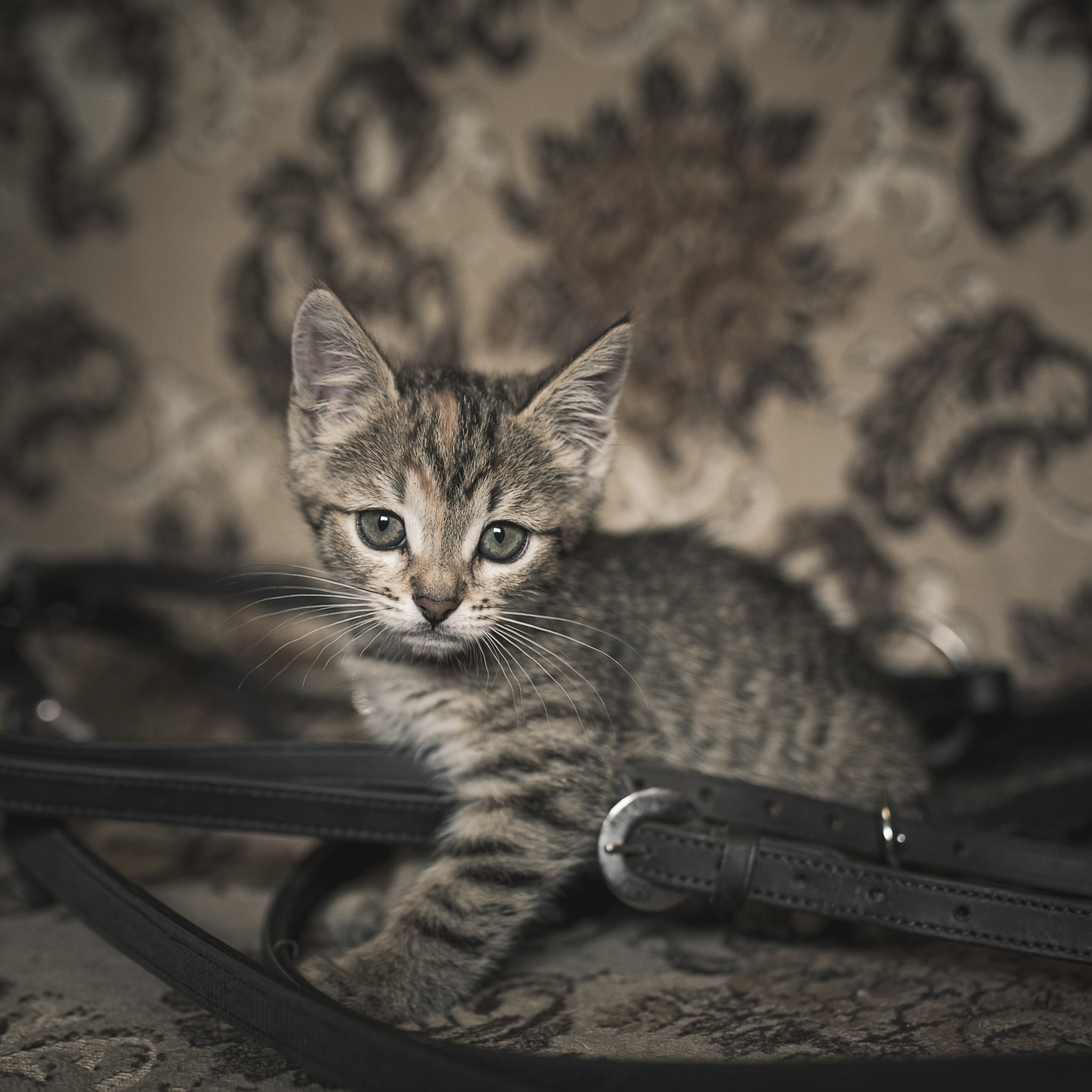 Кошки. Фотографы в Орле Шестопаловы Юлия и Юрий