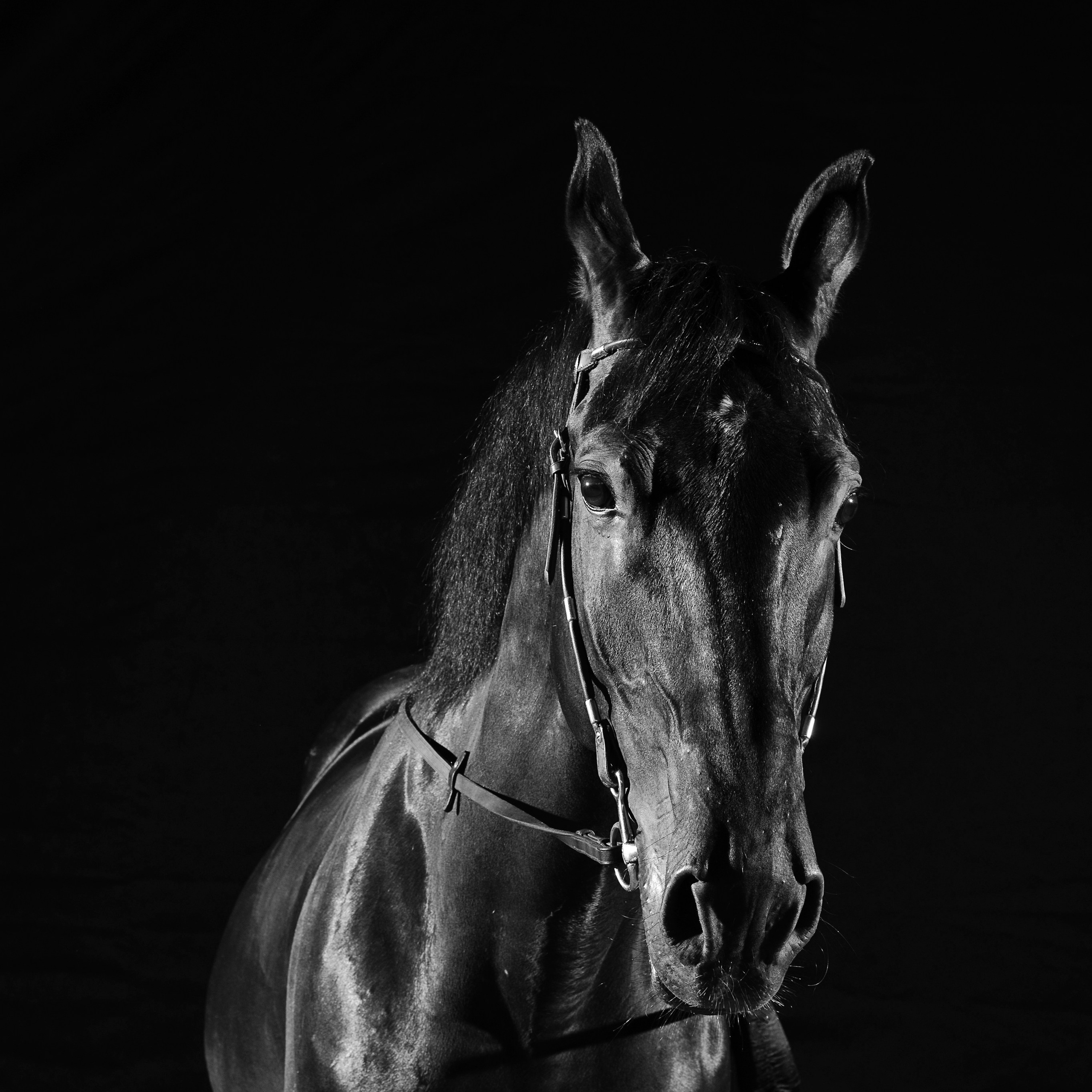 Фотосессия с конем. Фотографы в Орле Шестопаловы Юлия и Юрий