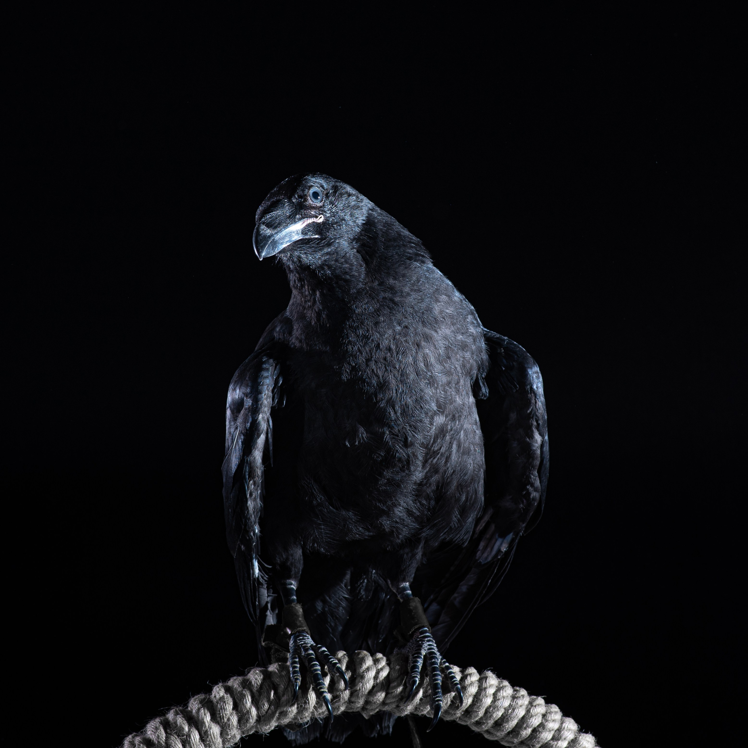 Ворон Гена. Фотографы в Орле Шестопаловы Юлия и Юрий