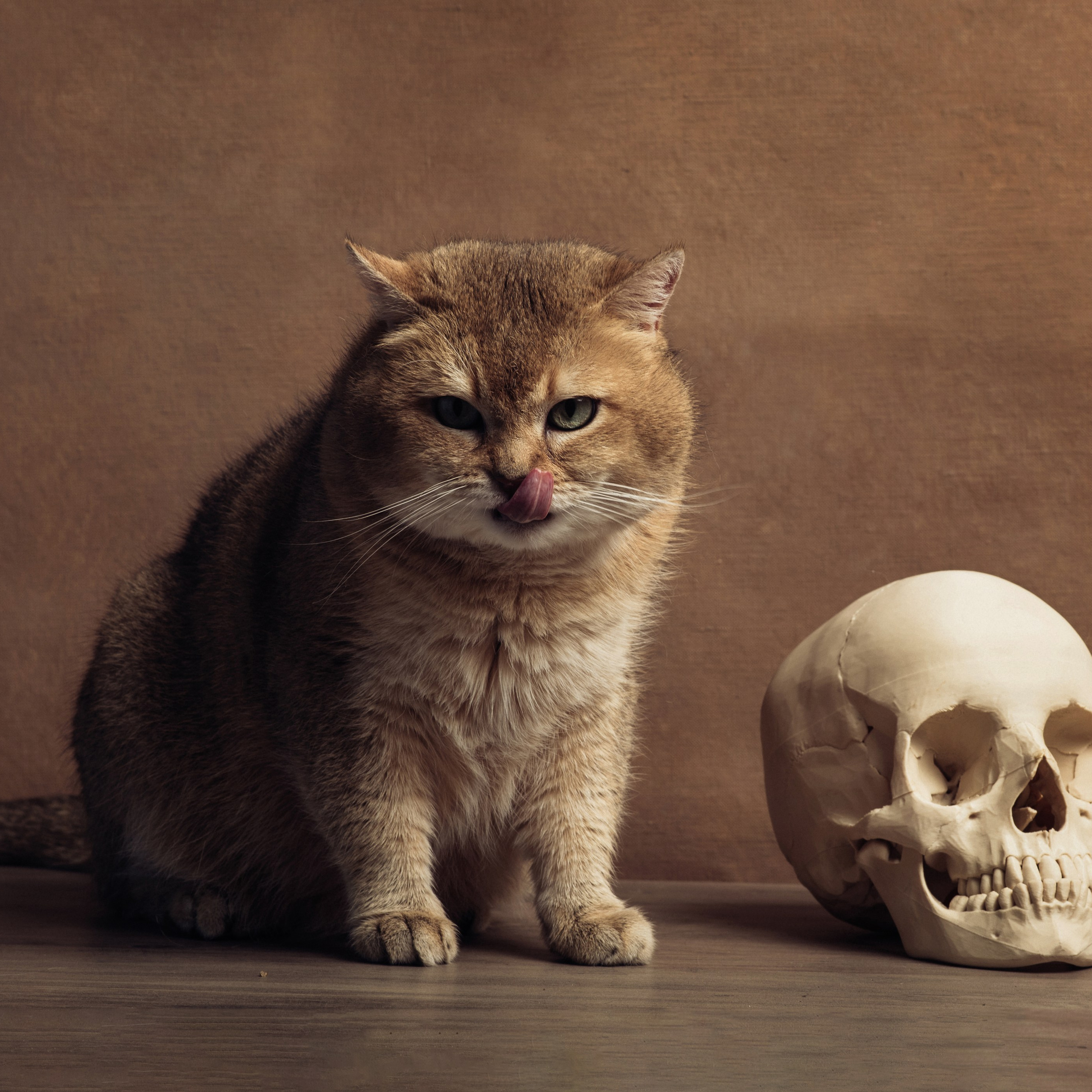 Фотосессия с котом