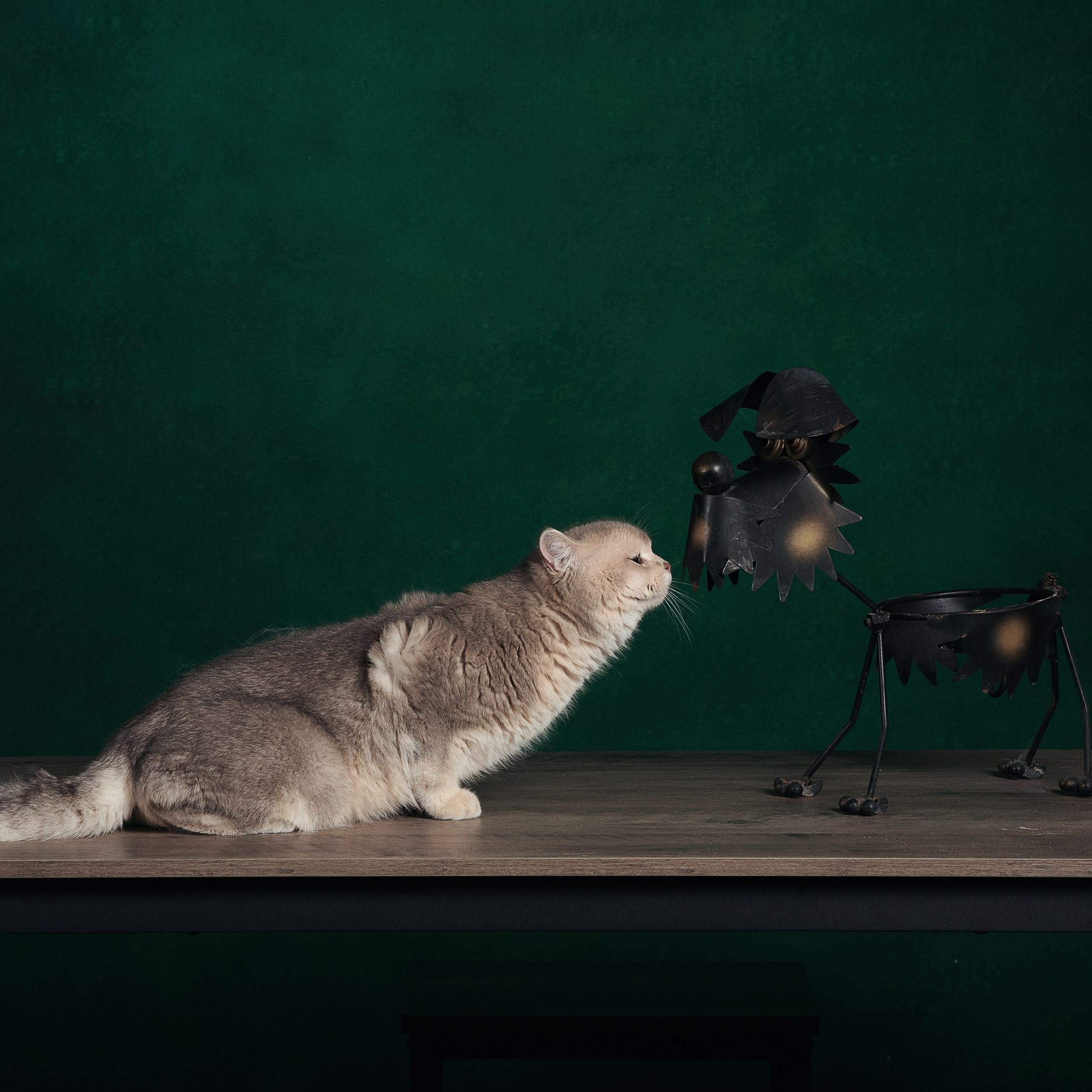 Алексей и коты. Фотографы в Орле Шестопаловы Юлия и Юрий