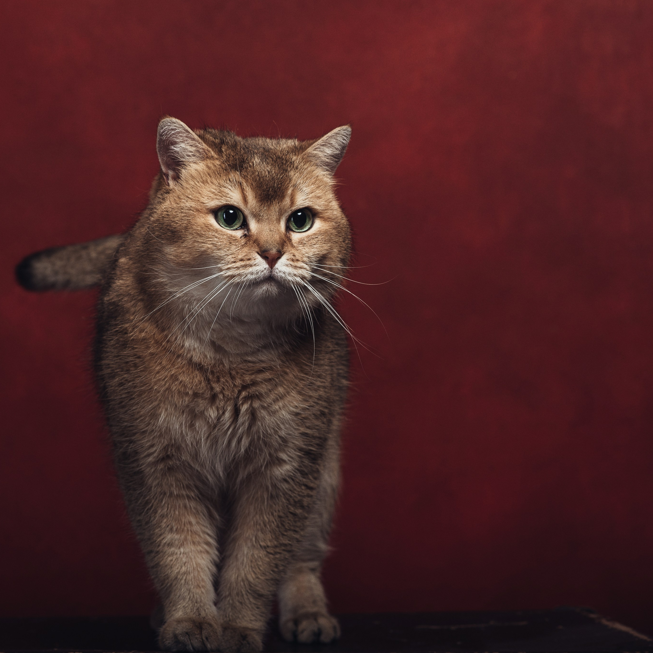 Алексей и коты. Фотографы в Орле Шестопаловы Юлия и Юрий