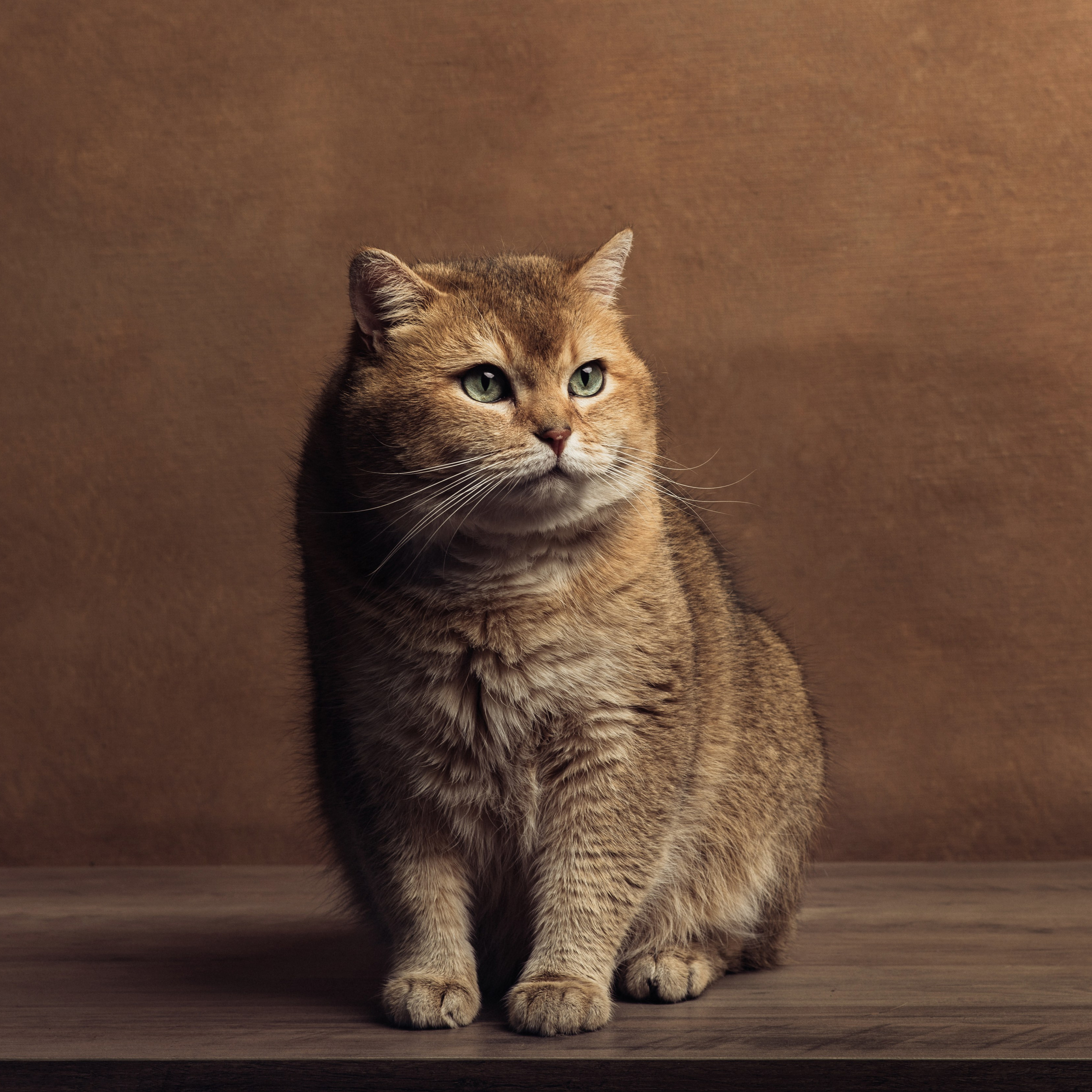 Фотосессия с котом