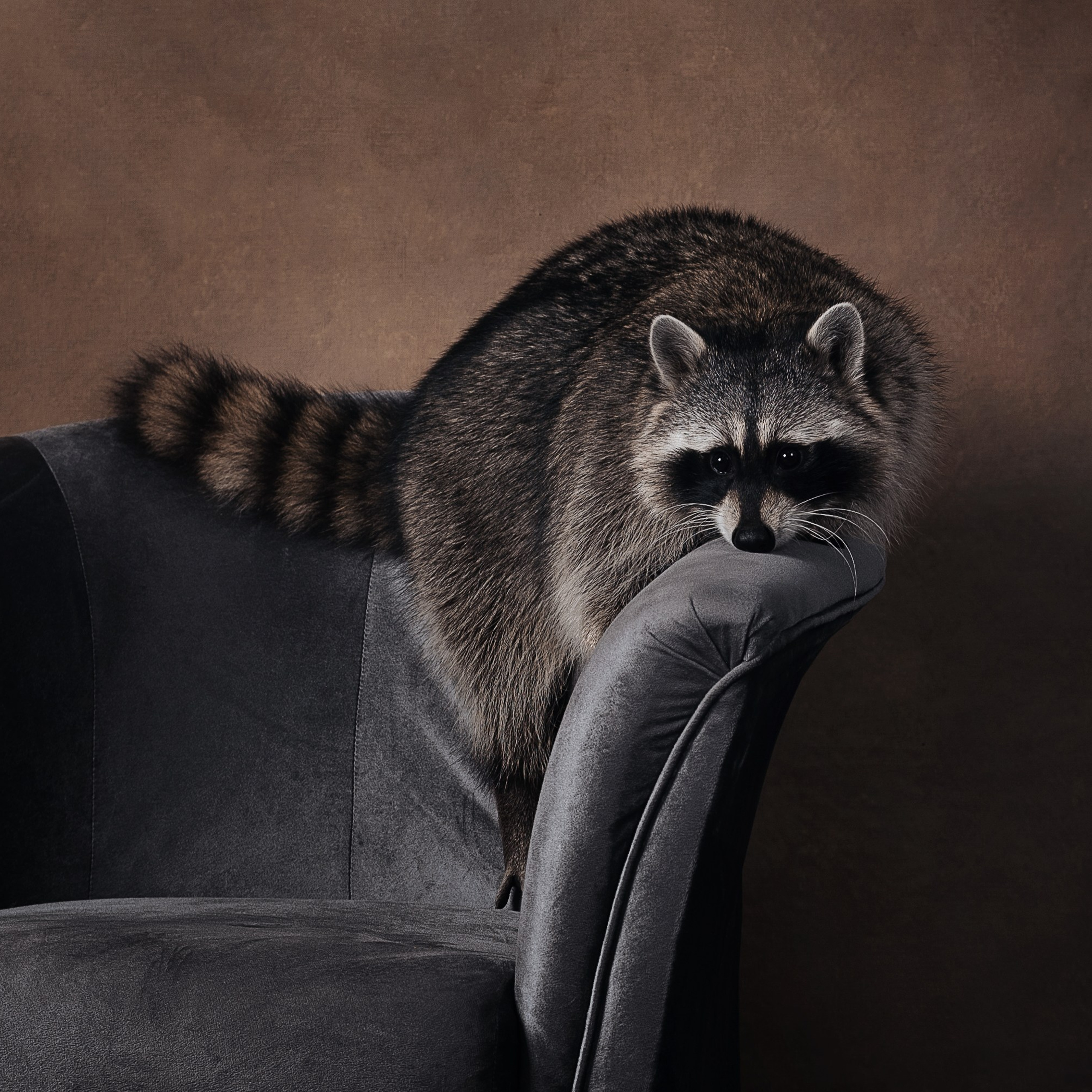 Енот. Фотографы в Орле Шестопаловы Юлия и Юрий