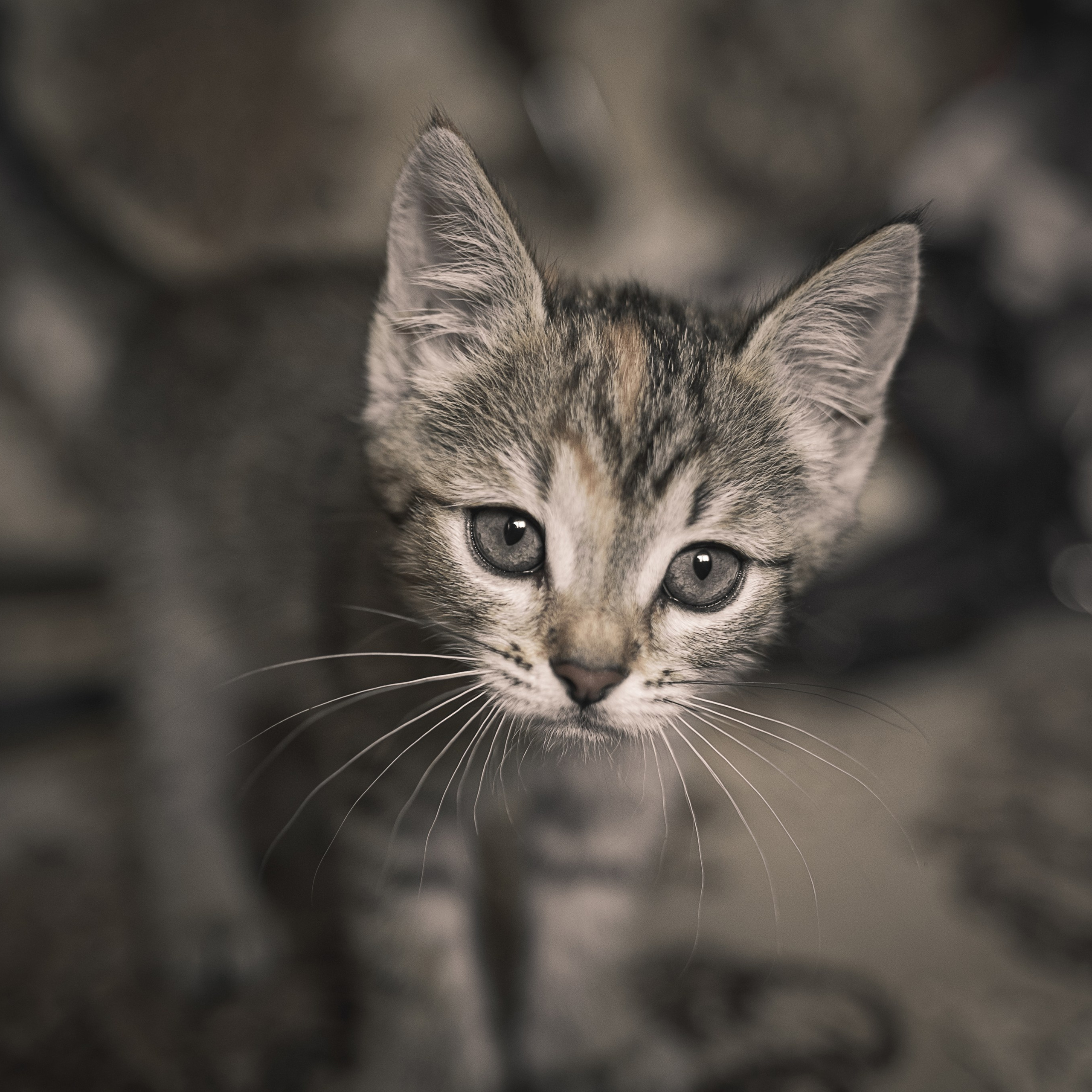 Кошки. Фотографы в Орле Шестопаловы Юлия и Юрий