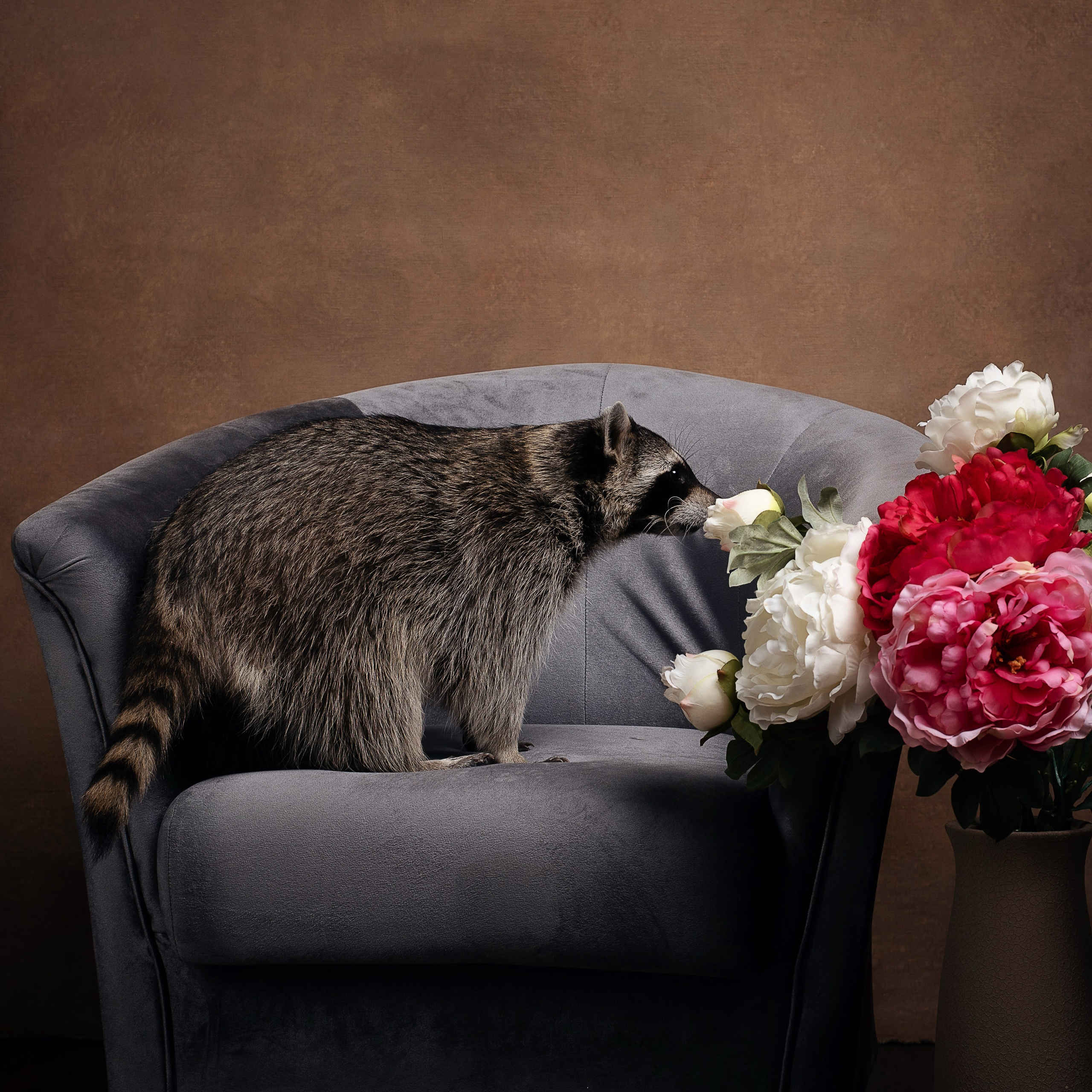 Фотосессия с енотом в студии