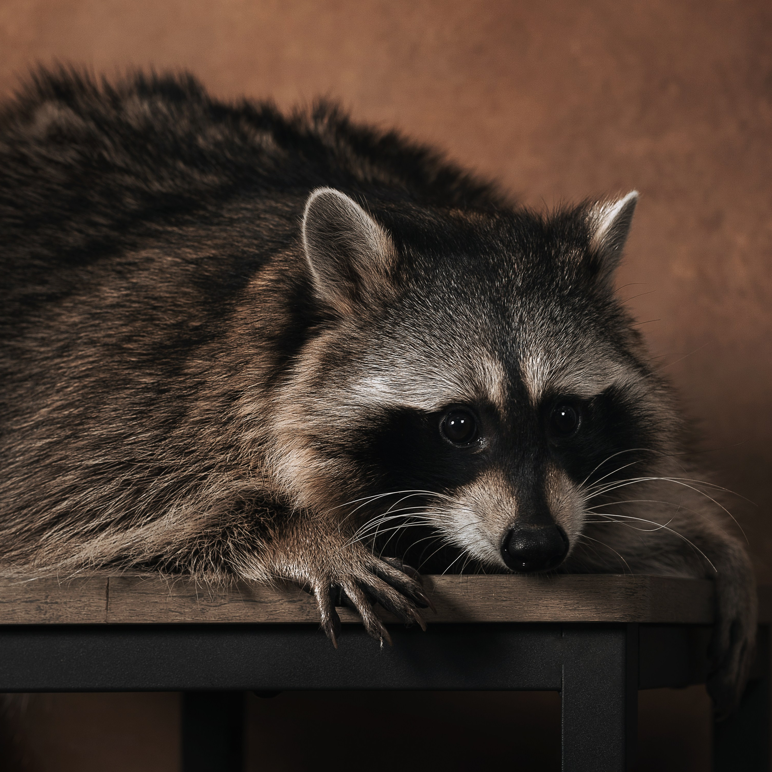 Енот. Фотографы в Орле Шестопаловы Юлия и Юрий