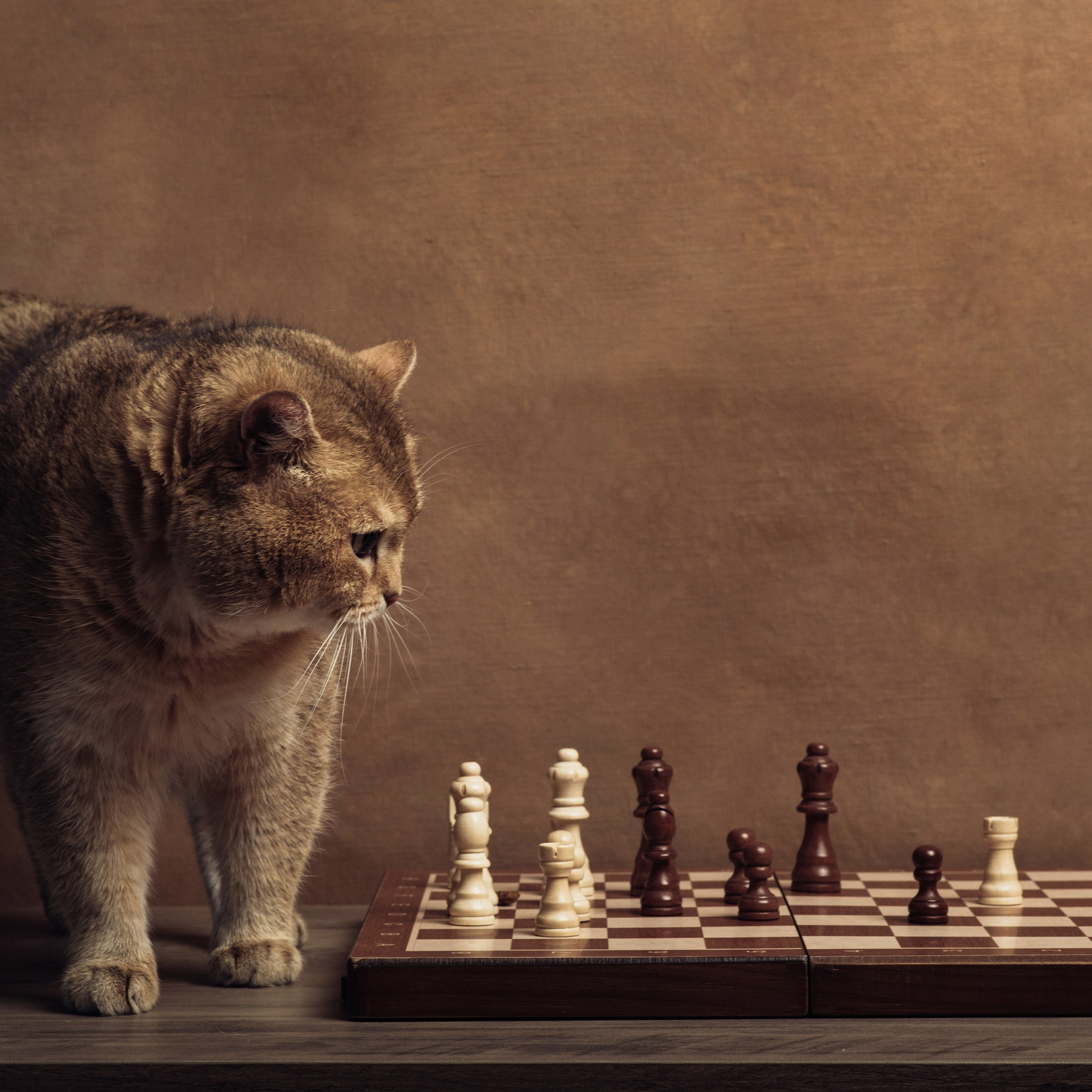 Фотосессия с котом