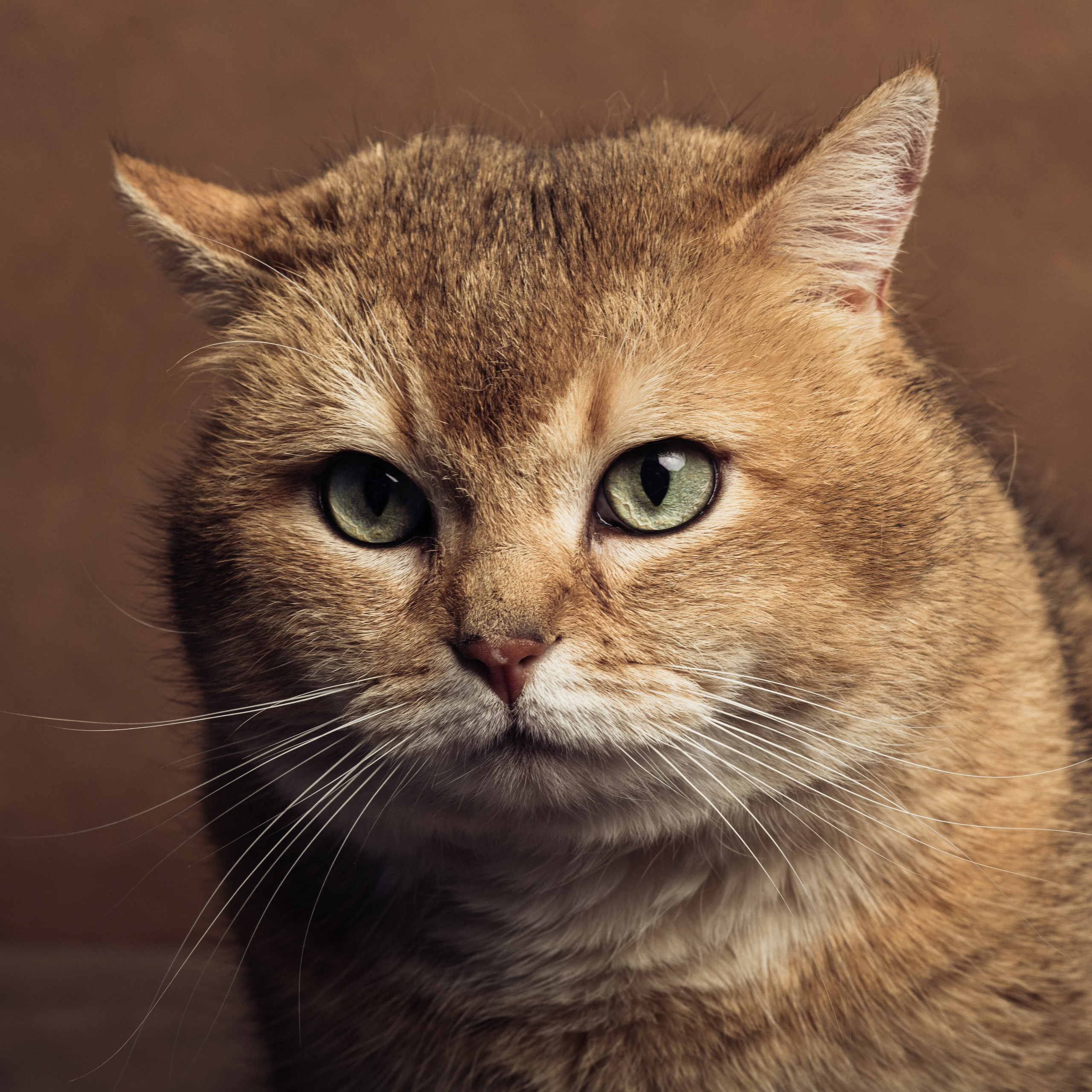 Фотосессия с котом